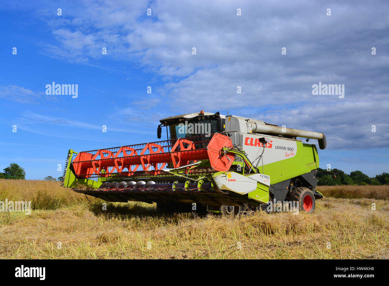 Rendmt Lexion moissonneuse-batteuse Claas 560 Banque D'Images