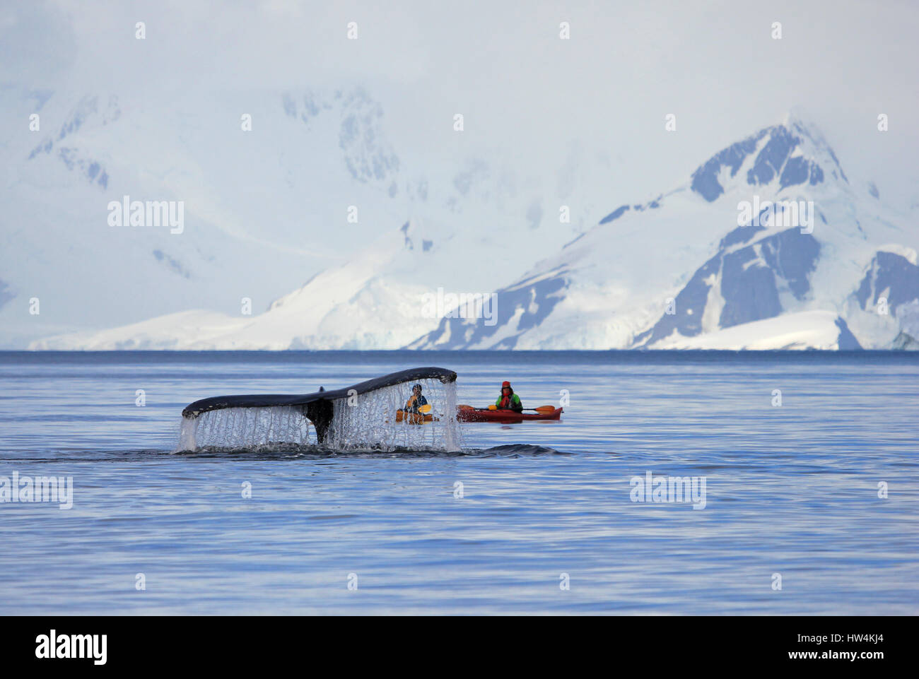 Une baleine à bosse est montrant sa queue sur la plongée, surveillée par deux kayakistes méconnaissable, beau paysage de montagne de l'Antarctique dans l'arrière-plan Banque D'Images