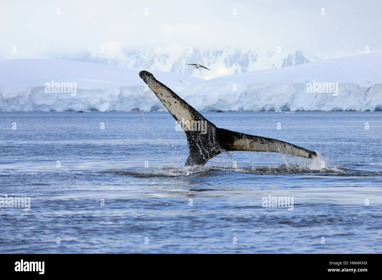 Queue de baleine à bosse, montrant sur la plongée, Péninsule Antarctique Banque D'Images