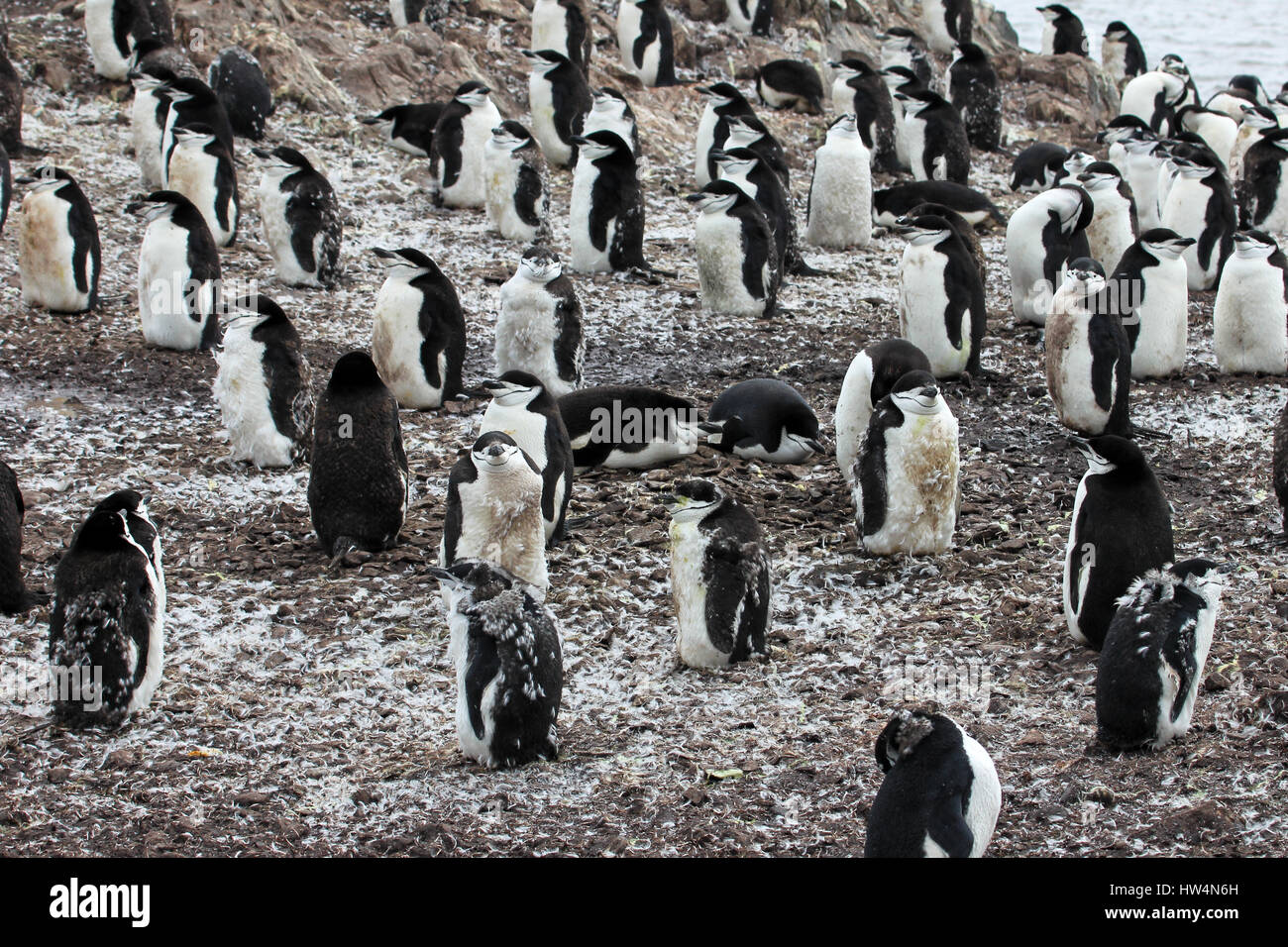 Wild jugulaire penguin debout sur la péninsule Antarctique Banque D'Images