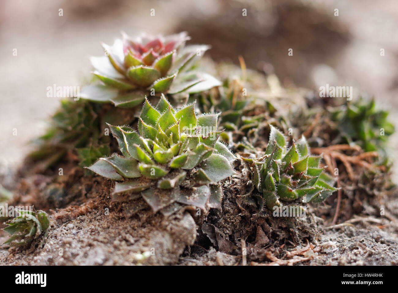 Jovibarba plantes dans le jardin de pierres Banque D'Images