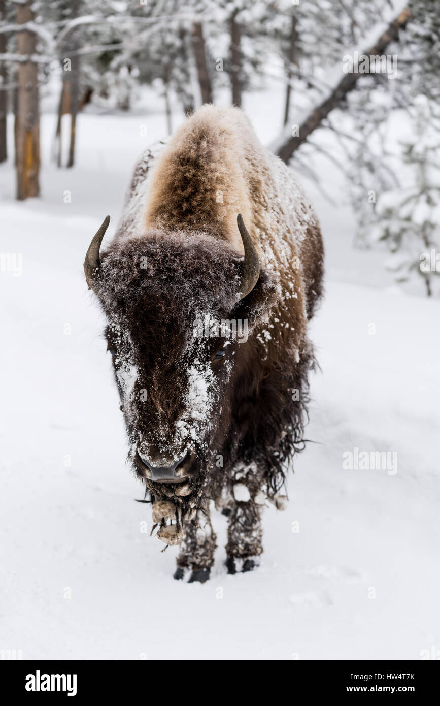Bison (Bison bison) communément appelé Buffalo survivre à l'hiver brutal dans le Parc National de Yellowstone, Wyoming, USA. Banque D'Images Bison (Bison bison) communément appelé Buffalo survivre à l'hiver brutal dans le Parc National de Yellowstone, Wyoming, USA. Banque D'Images