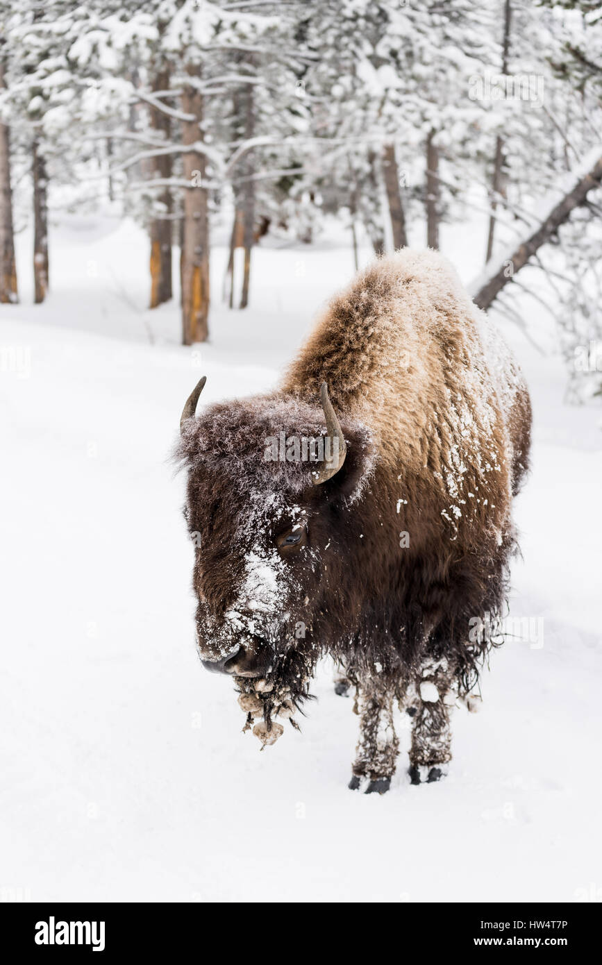 Bison (Bison bison) communément appelé Buffalo survivre à l'hiver brutal dans le Parc National de Yellowstone, Wyoming, USA. Banque D'Images Bison (Bison bison) communément appelé Buffalo survivre à l'hiver brutal dans le Parc National de Yellowstone, Wyoming, USA. Banque D'Images