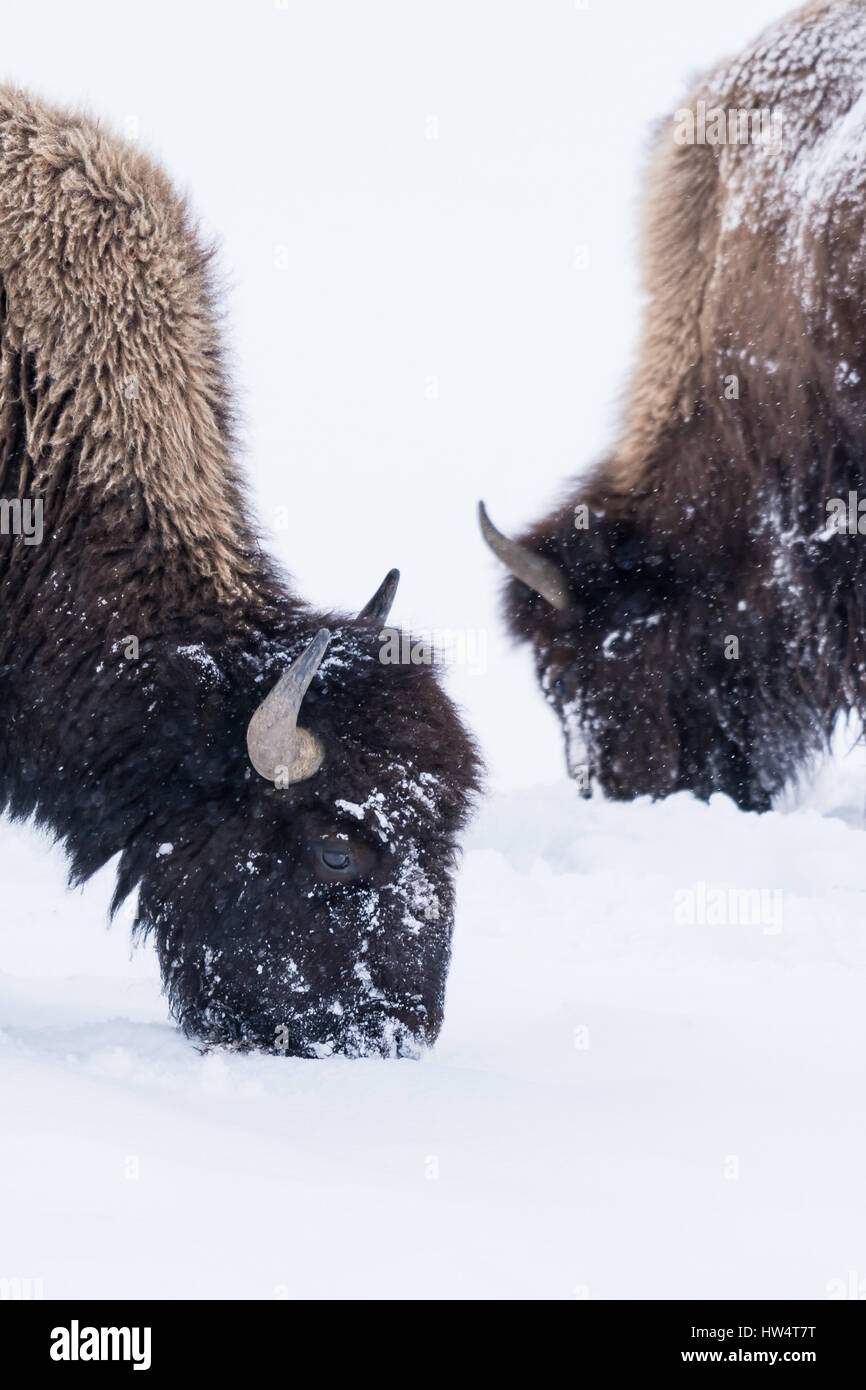 Bison (Bison bison) communément appelé Buffalo survivre à l'hiver brutal dans le Parc National de Yellowstone, Wyoming, USA. Banque D'Images Bison (Bison bison) communément appelé Buffalo survivre à l'hiver brutal dans le Parc National de Yellowstone, Wyoming, USA. Banque D'Images