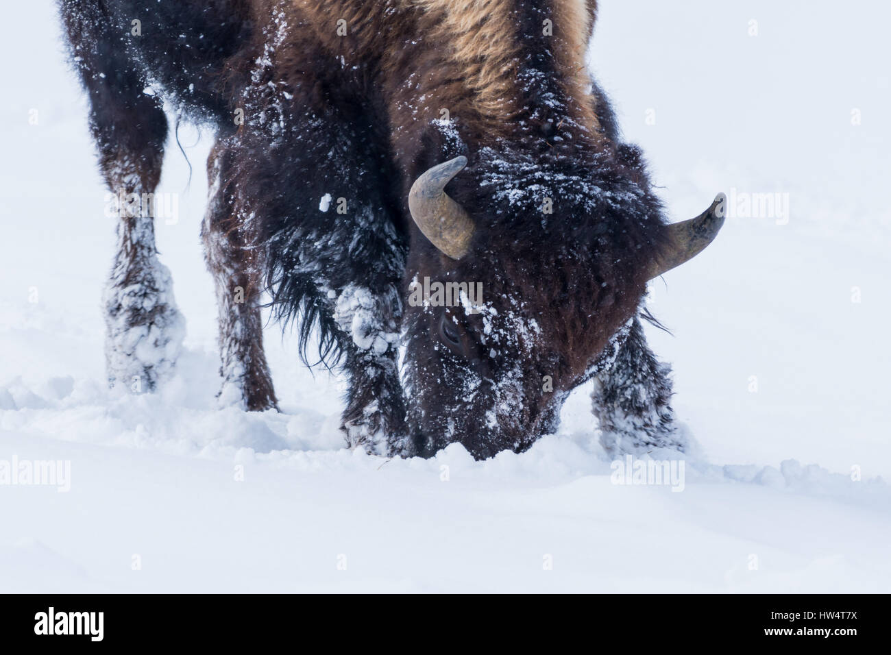 Bison (Bison bison) communément appelé Buffalo survivre à l'hiver brutal dans le Parc National de Yellowstone, Wyoming, USA. Banque D'Images Bison (Bison bison) communément appelé Buffalo survivre à l'hiver brutal dans le Parc National de Yellowstone, Wyoming, USA. Banque D'Images