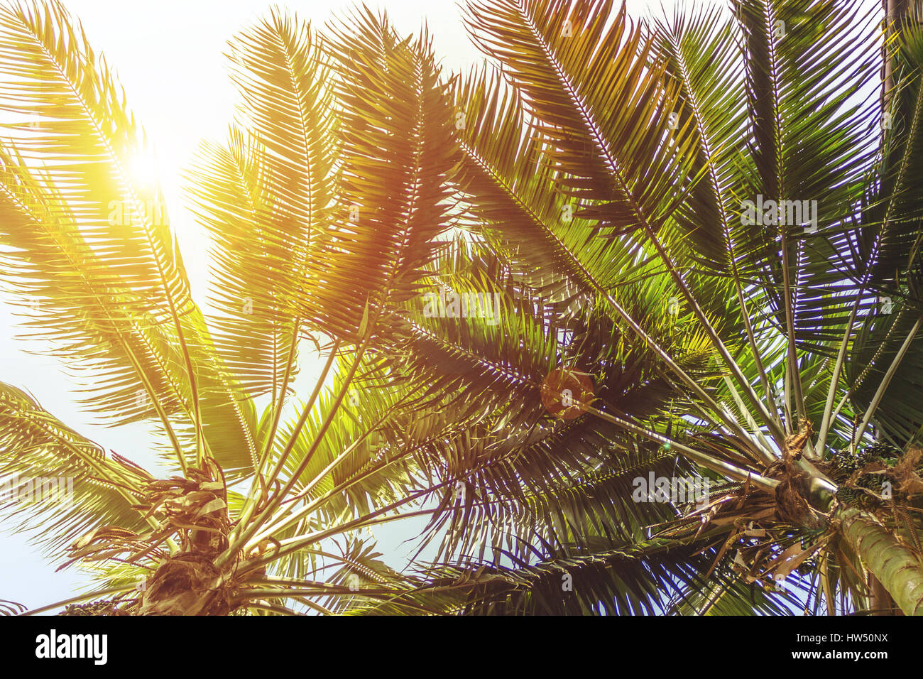 Palmiers , soleil et ciel bleu avec des reflets Banque D'Images