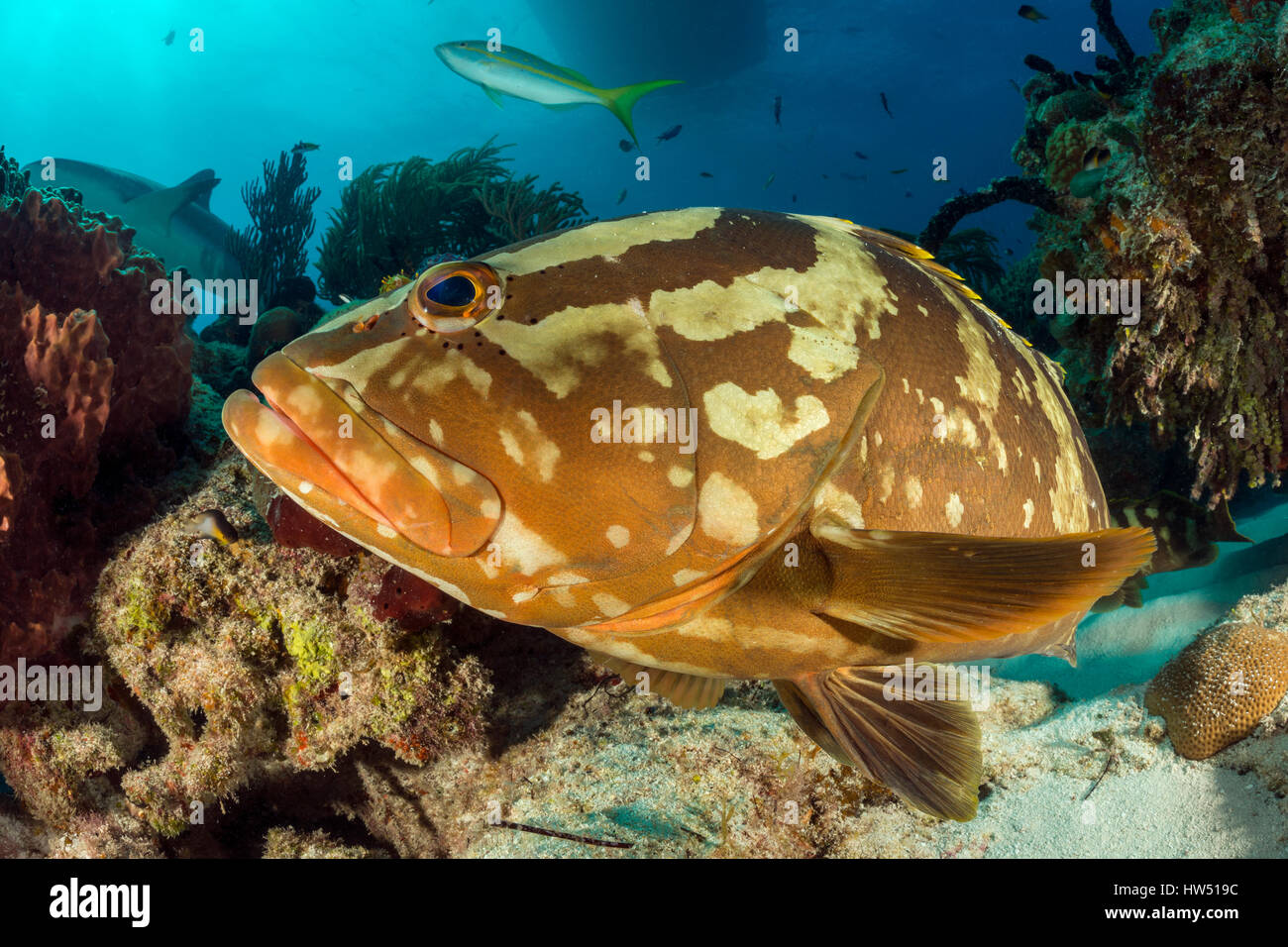 Mérou Epinephelus striatus, plage du Tigre, Bahamas Banque D'Images