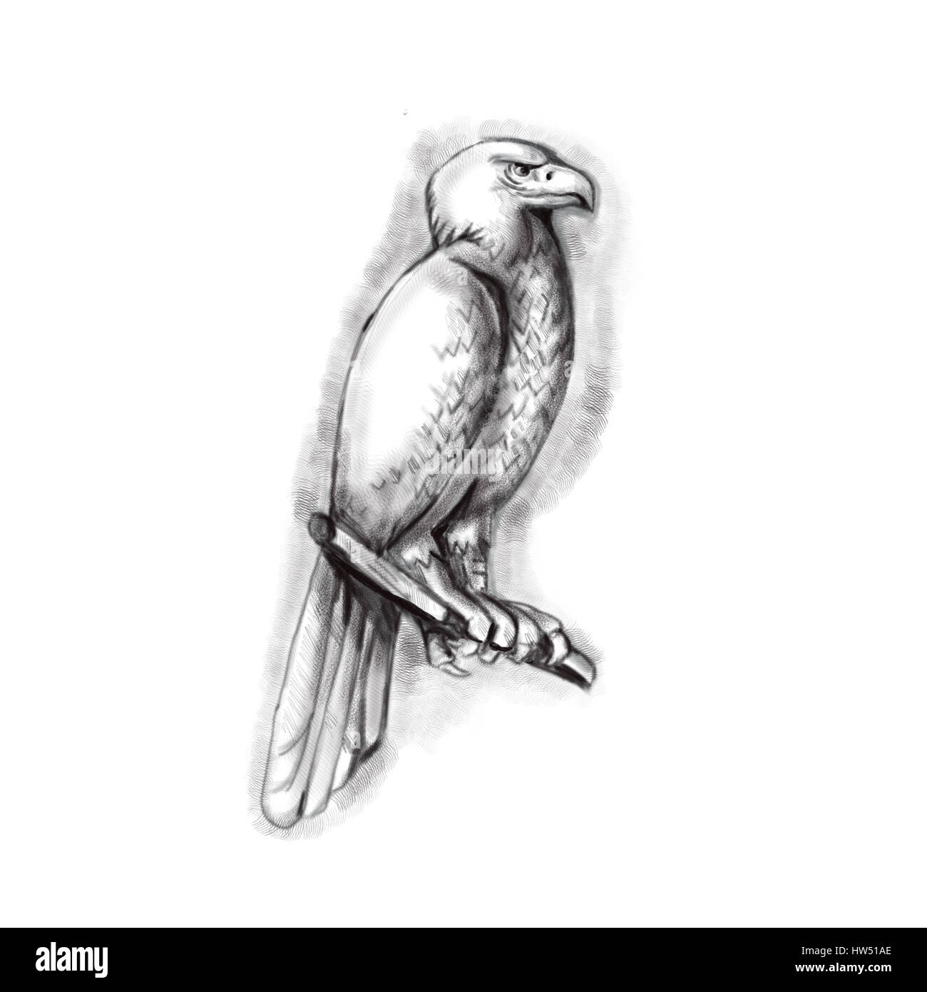 Illustration de style tatouage un aigle australien ou bunjil Aquila audax, parfois connu sous le nom de l'eaglehawk, le plus grand oiseau de proie dans Au Banque D'Images
