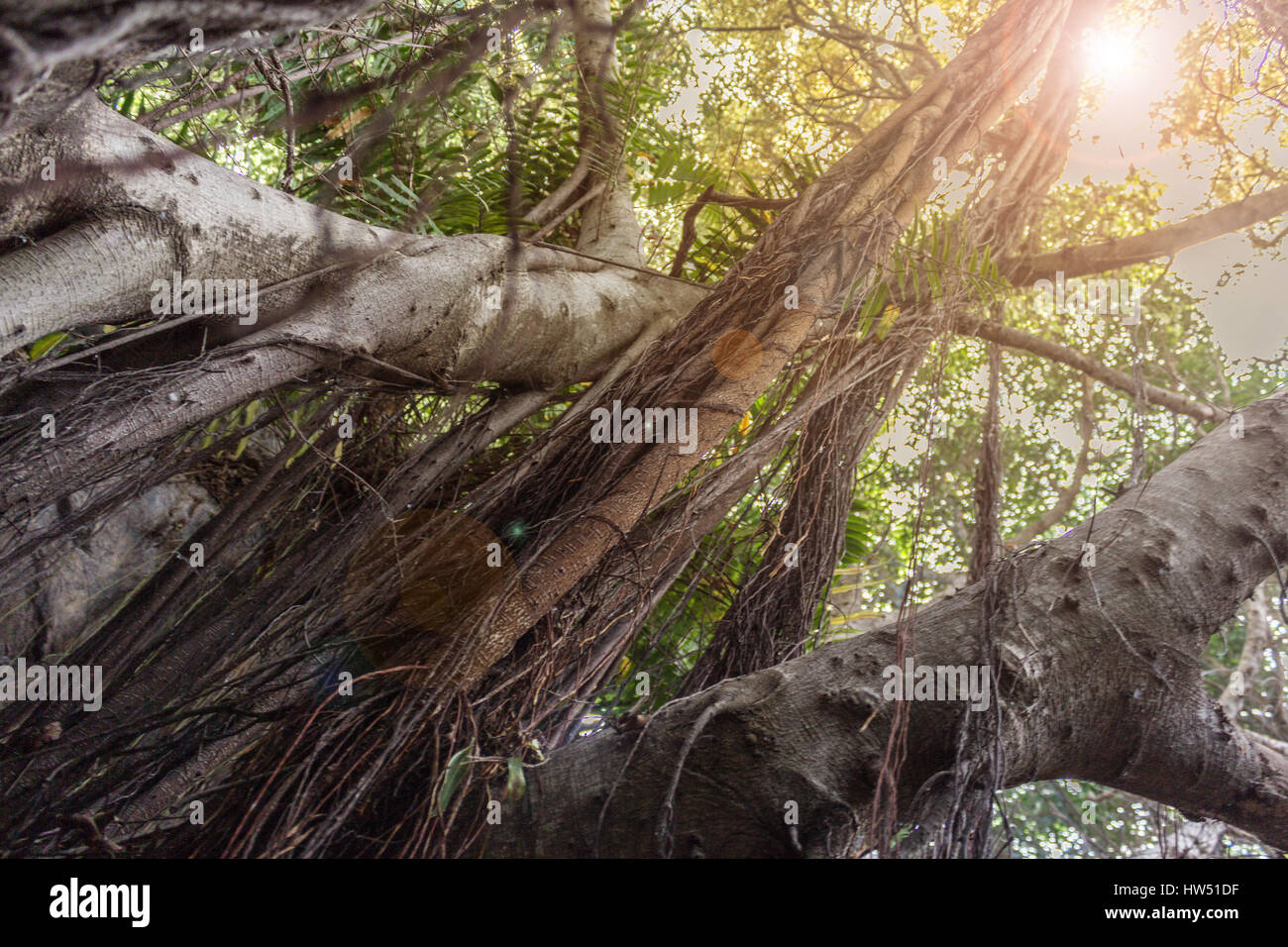 La forêt tropicale à l'intérieur du soleil / jungle avec des racines aériennes Banque D'Images