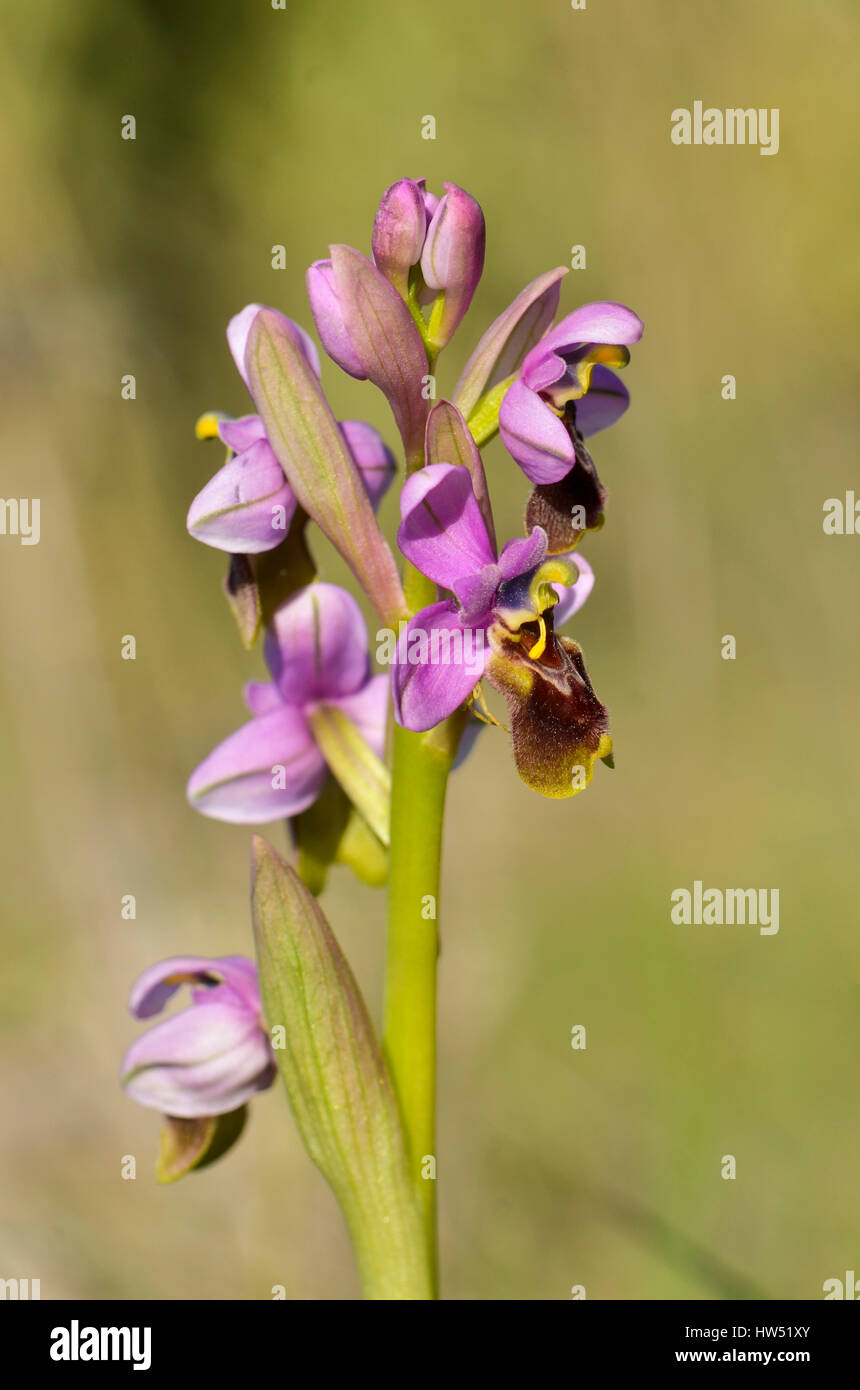 L'orchidée mouche, Ophrys tenthredinifera, Andalousie, au sud de l'Espagne Banque D'Images