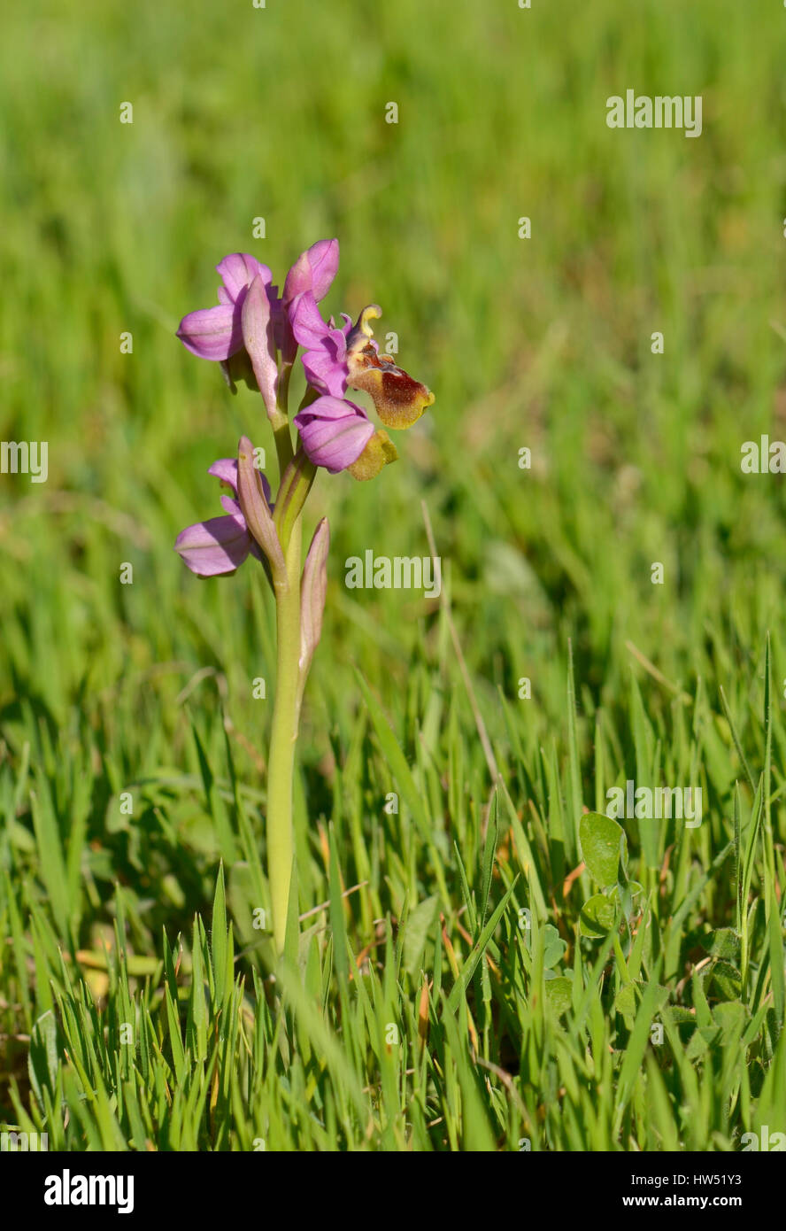 L'orchidée mouche, Ophrys tenthredinifera, Andalousie, au sud de l'Espagne Banque D'Images