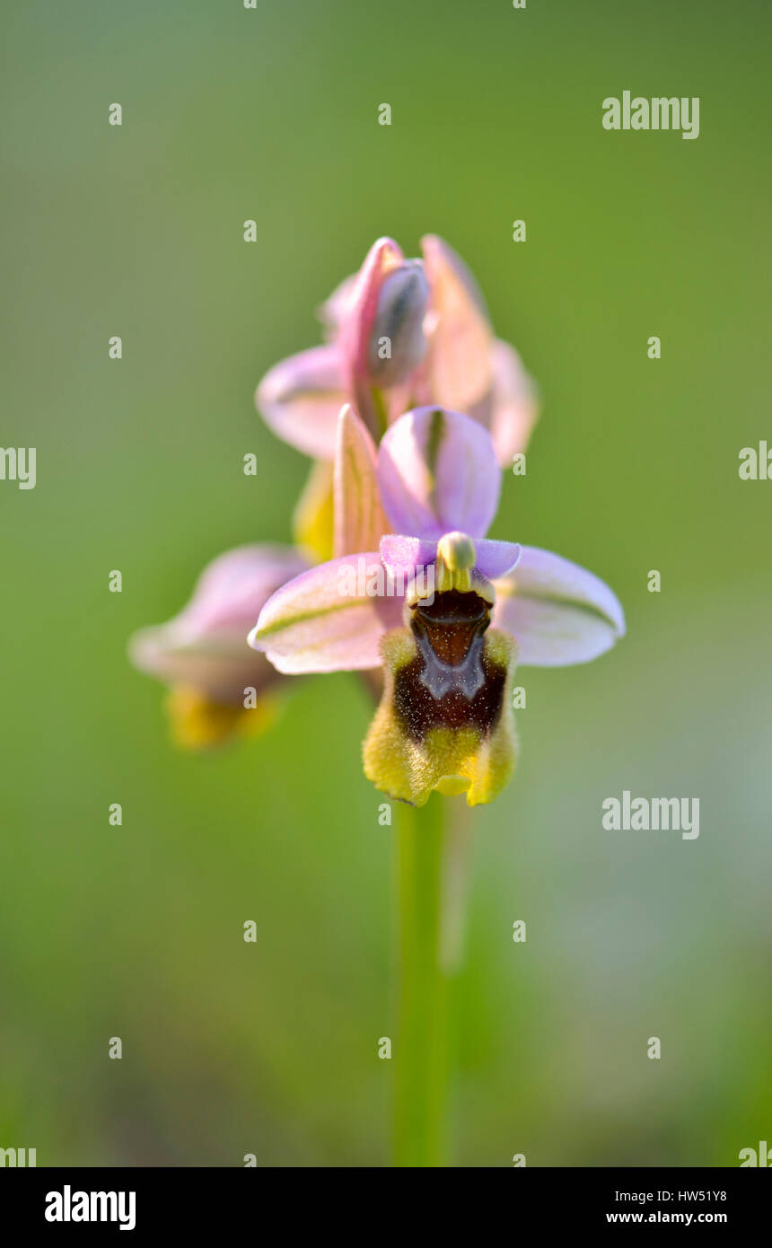 L'orchidée mouche, Ophrys tenthredinifera, Andalousie, au sud de l'Espagne Banque D'Images