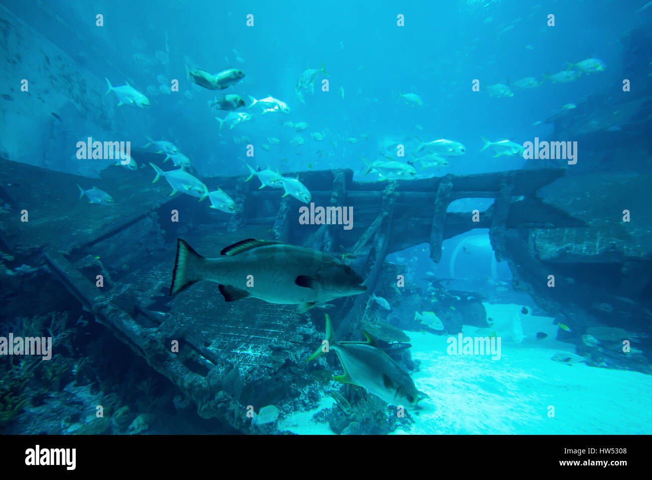 Beaucoup de poissons dans l'aquarium du grand bleu. Dans l'aquarium sous-marin magnifique Banque D'Images