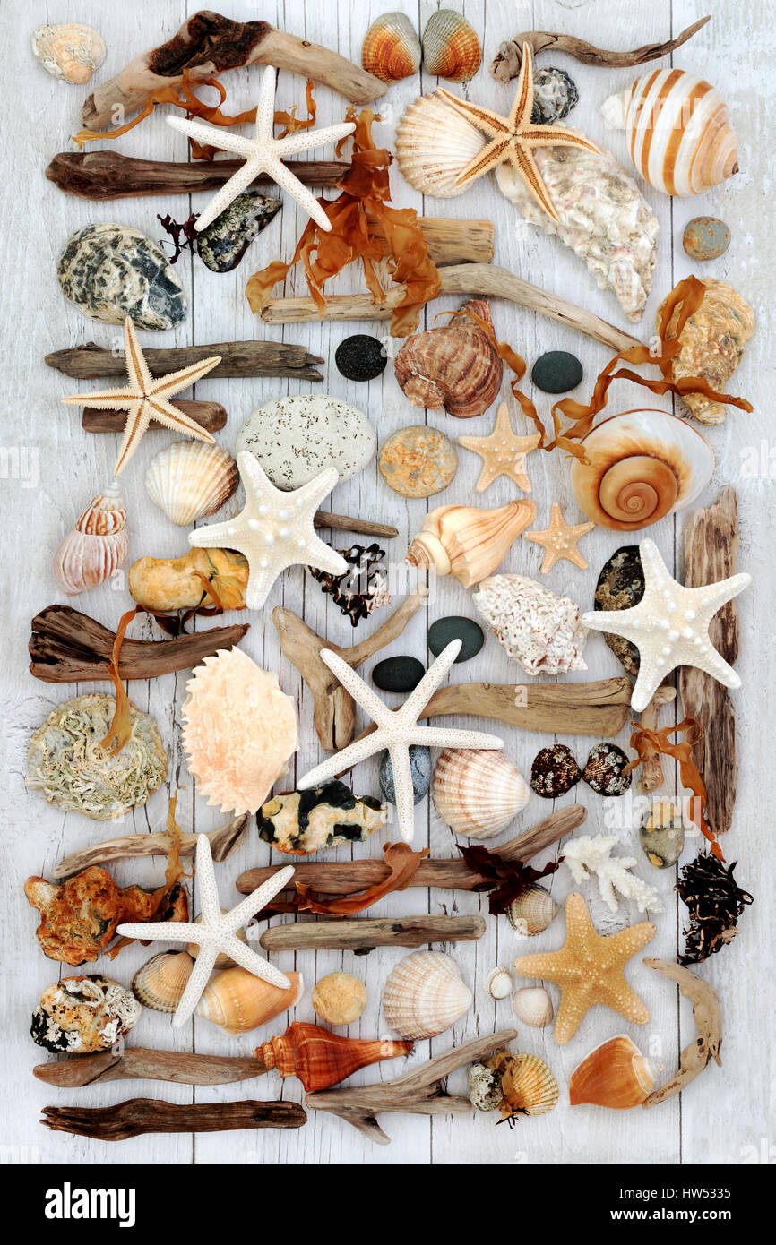 Bois flotté et coquillages collage abstrait avec des algues et rochers sur fond en bois vieilli. Banque D'Images