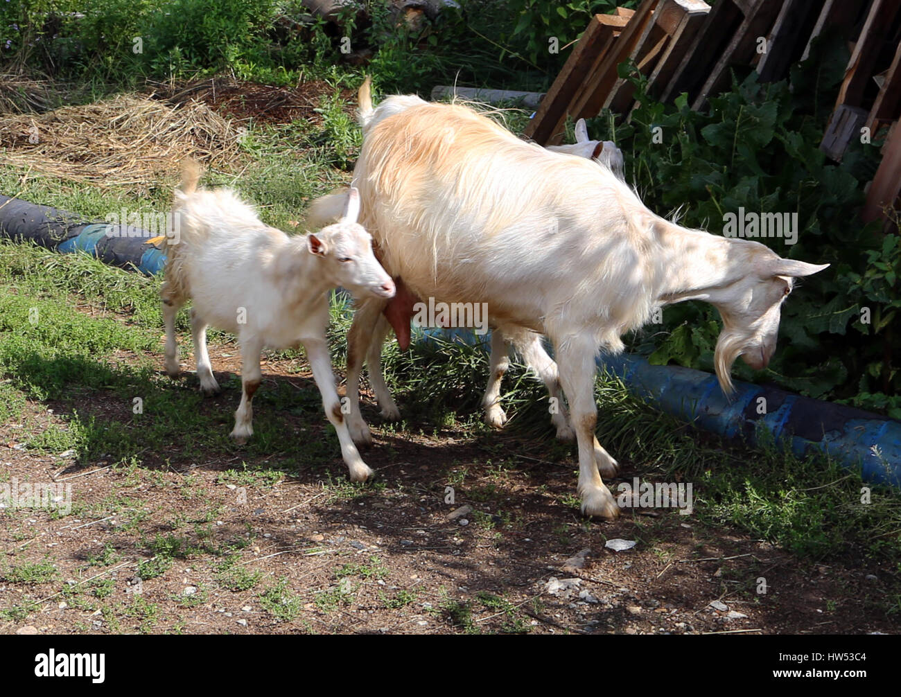 Commune de chèvre. Les ruminants à sabots fendus. Banque D'Images