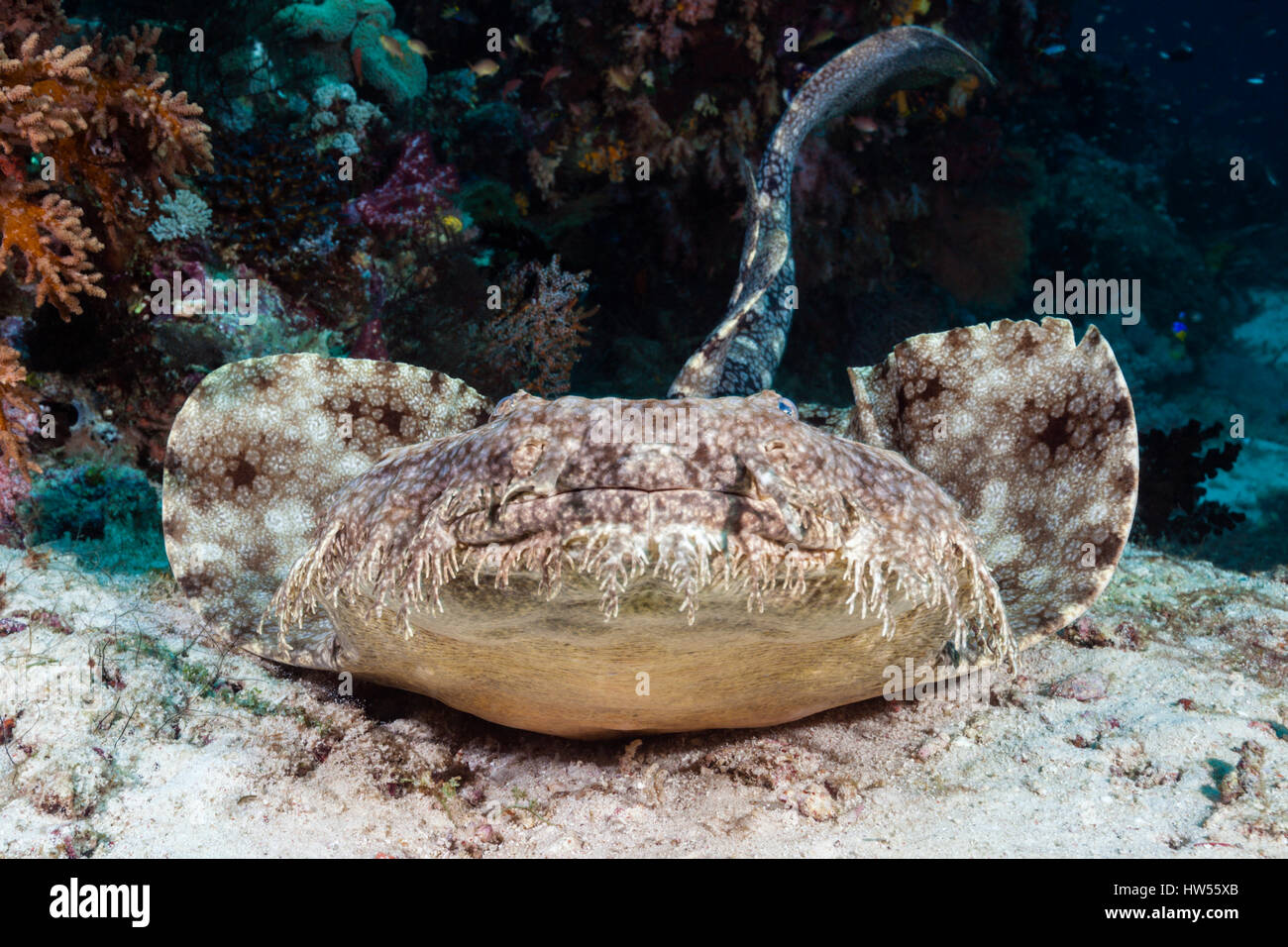 Eucrossorhinus dasypogon Wobbegong, pampilles, Raja Ampat, Papouasie occidentale, en Indonésie Banque D'Images