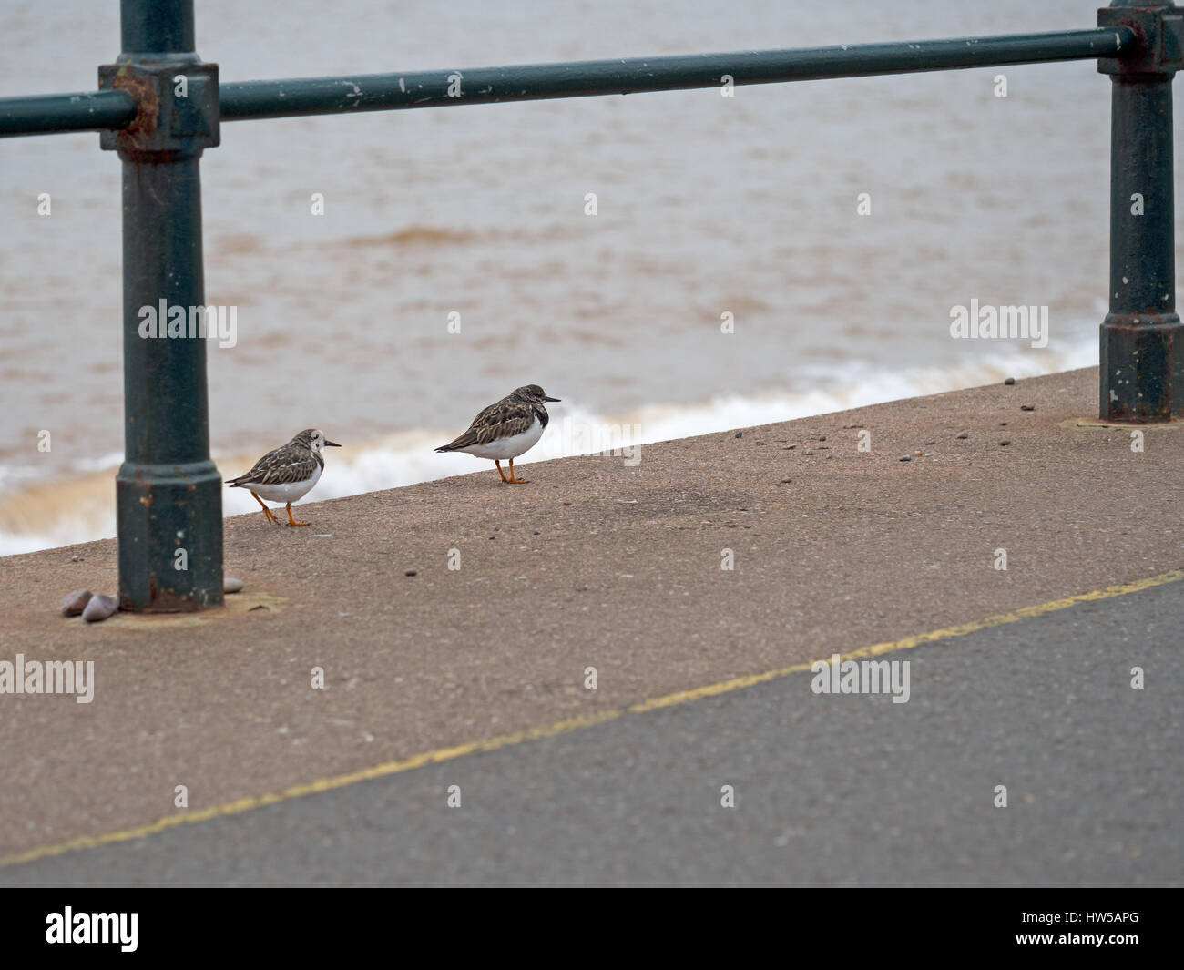 Arenaria interpres. Deux oiseaux sur front de mer. Banque D'Images