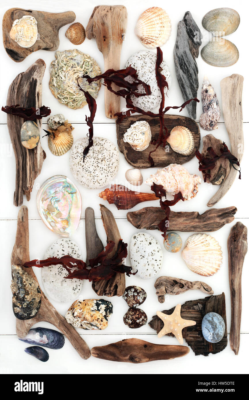 Driftwood, rock, algues et seashell collage abstrait sur fond de bois blanc. Banque D'Images
