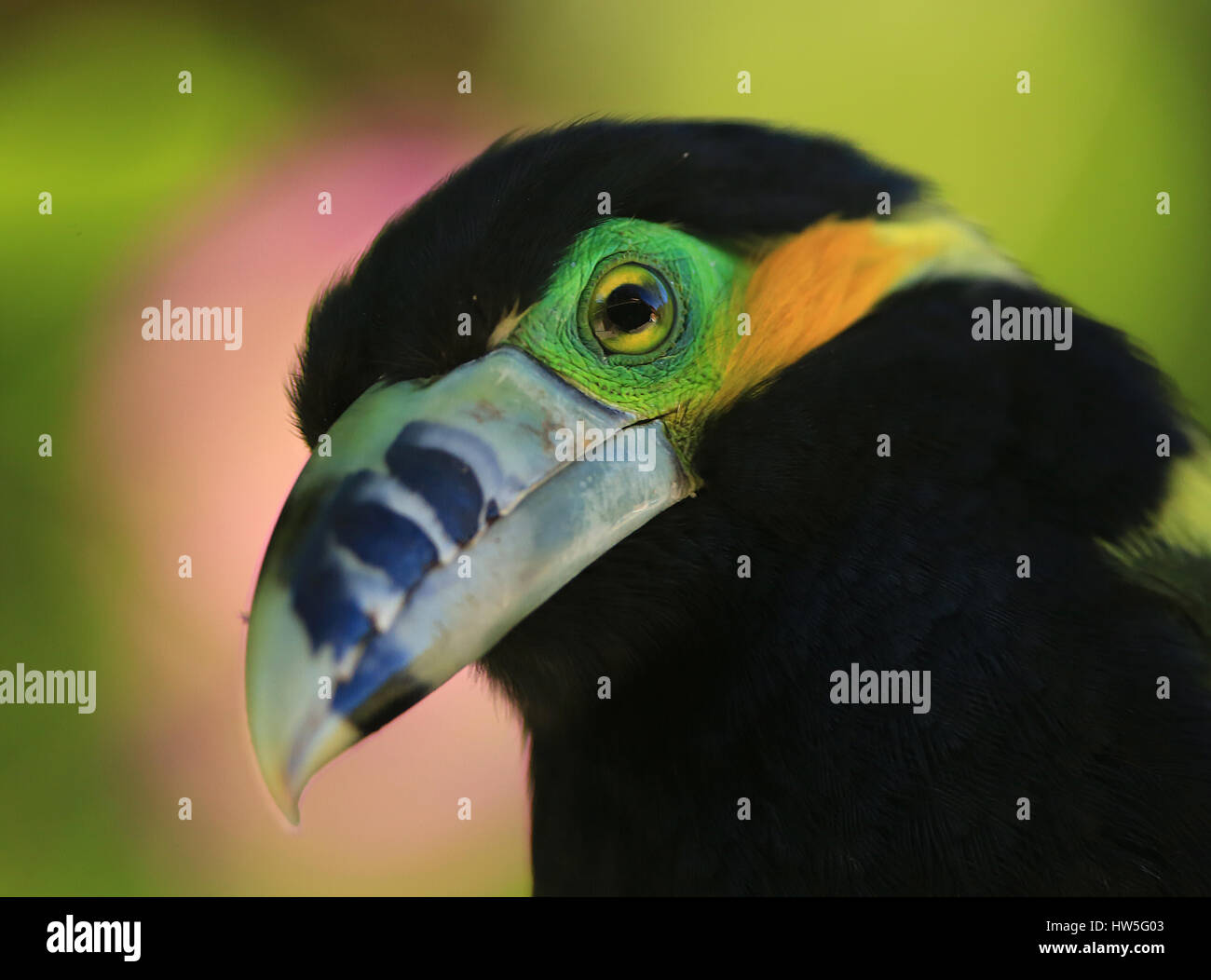 Toucanet à bec Spot Banque D'Images