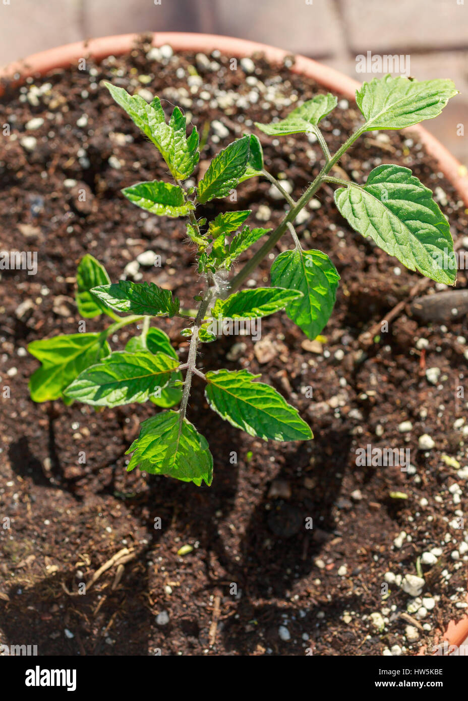 Les jeunes plantules de tomate hors-sol de plus en plus mélanger dans un cache-pot. Banque D'Images