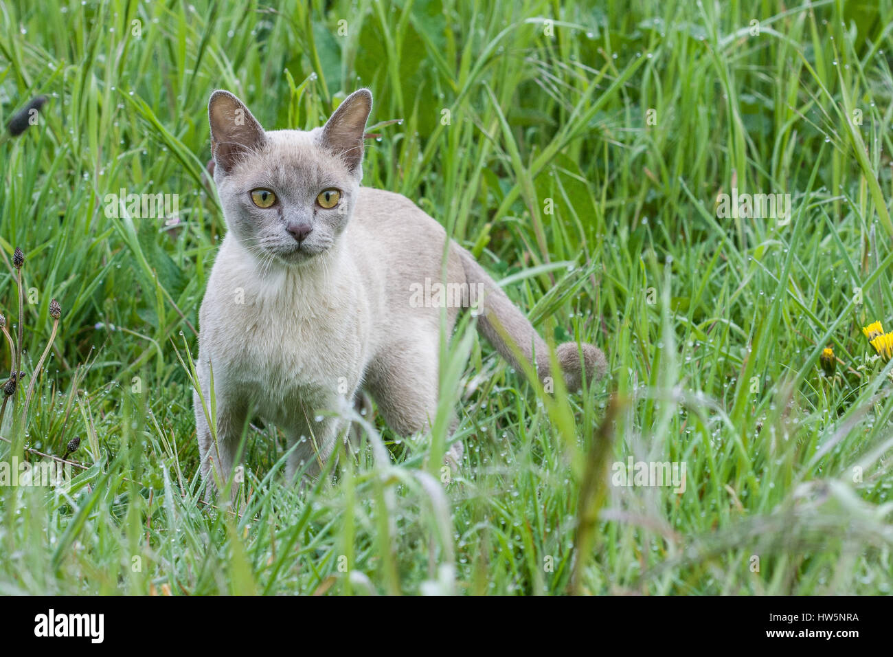 Dans la zone de chat Burmese Lilas Banque D'Images