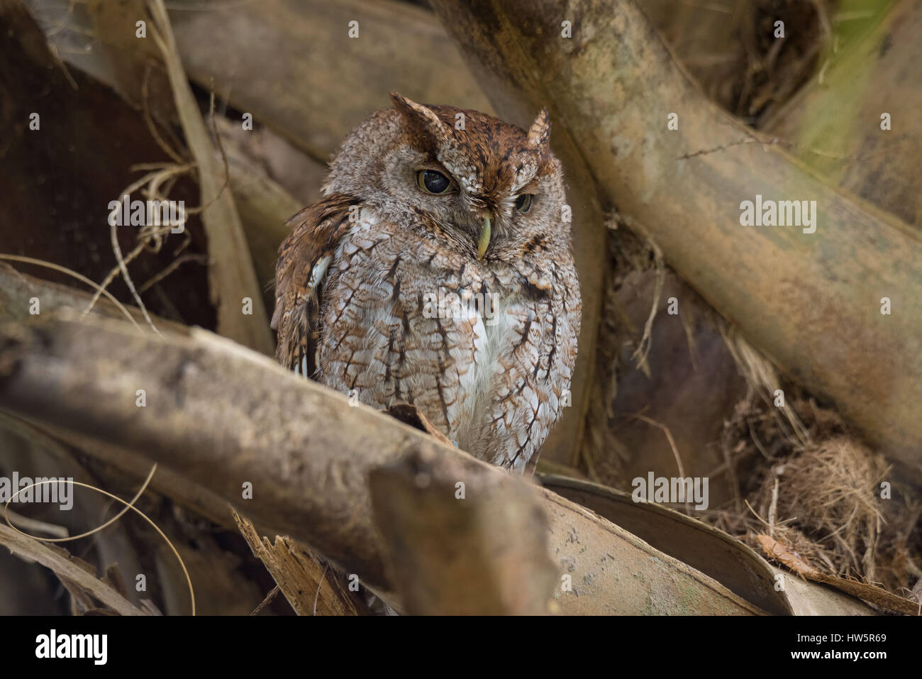 La petite hibou de l'est perchée dans un palmier. Banque D'Images
