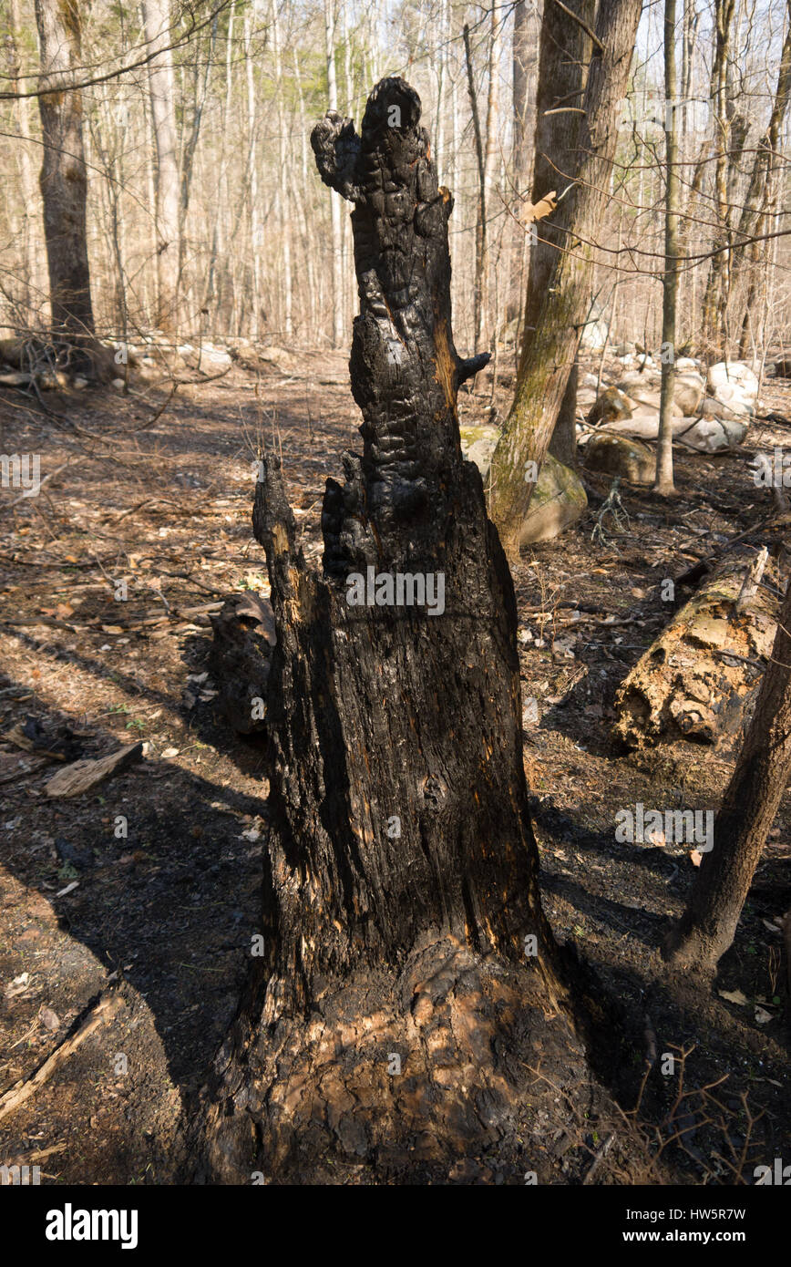 Vieux arbre brûlé dans les bois près de Gatlinburg, Tennessee à partir de Novembre, 2016 incendie dévastateur Banque D'Images