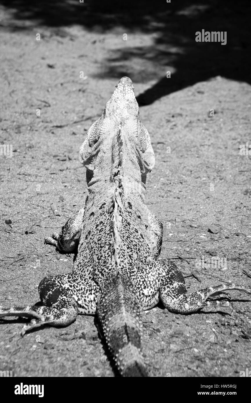 Image en noir et blanc de l'arrière de l'Iguana au soleil Banque D'Images