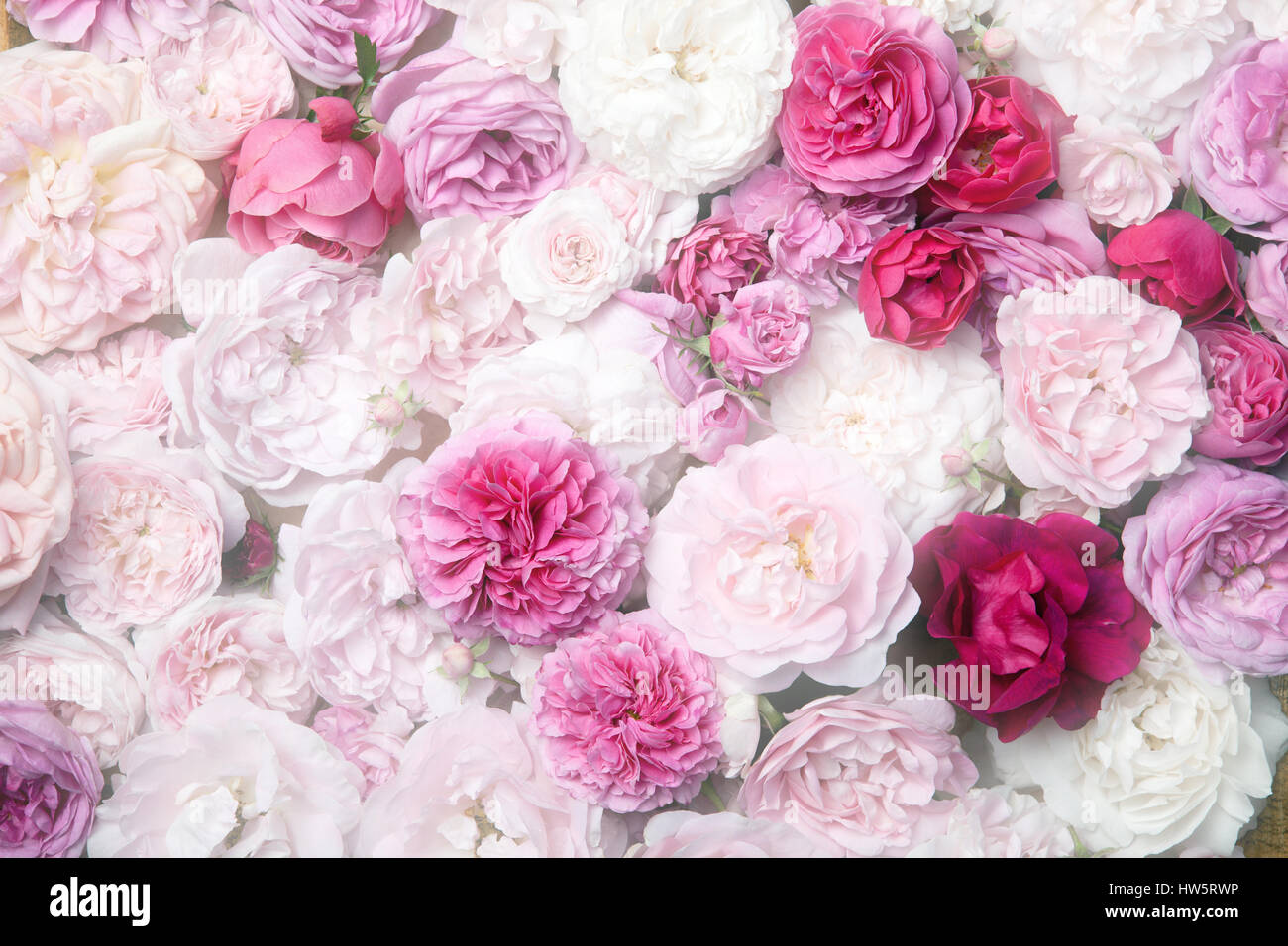 Image de texture de fond roses vintage rose Banque D'Images