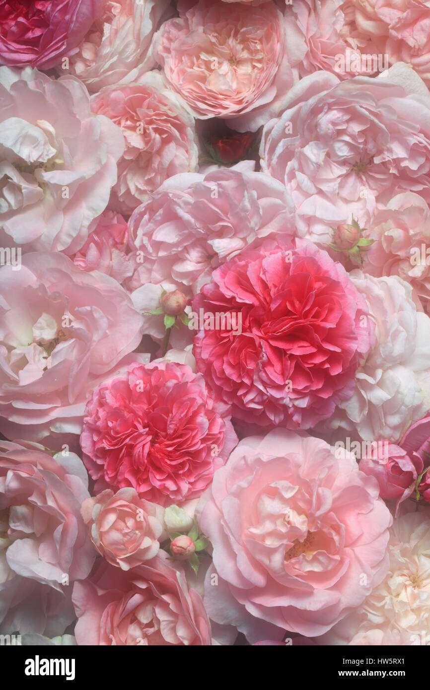 Image de texture de fond roses vintage rose Banque D'Images