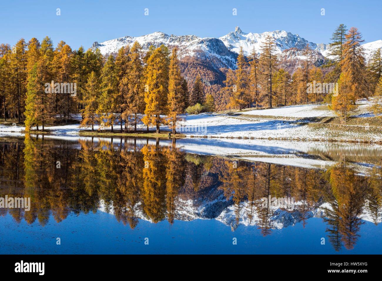 France, Hautes Alpes, Parc naturel régional du Queyras, forêt de mélèze (Larix decidua) sur le lac de roue (1854m) Banque D'Images