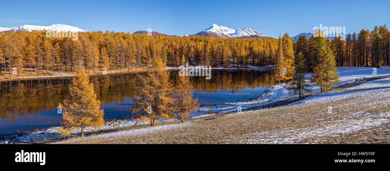 France, Hautes Alpes, Parc naturel régional du Queyras, forêt de mélèze (Larix decidua) sur le lac de roue (1854m) Banque D'Images