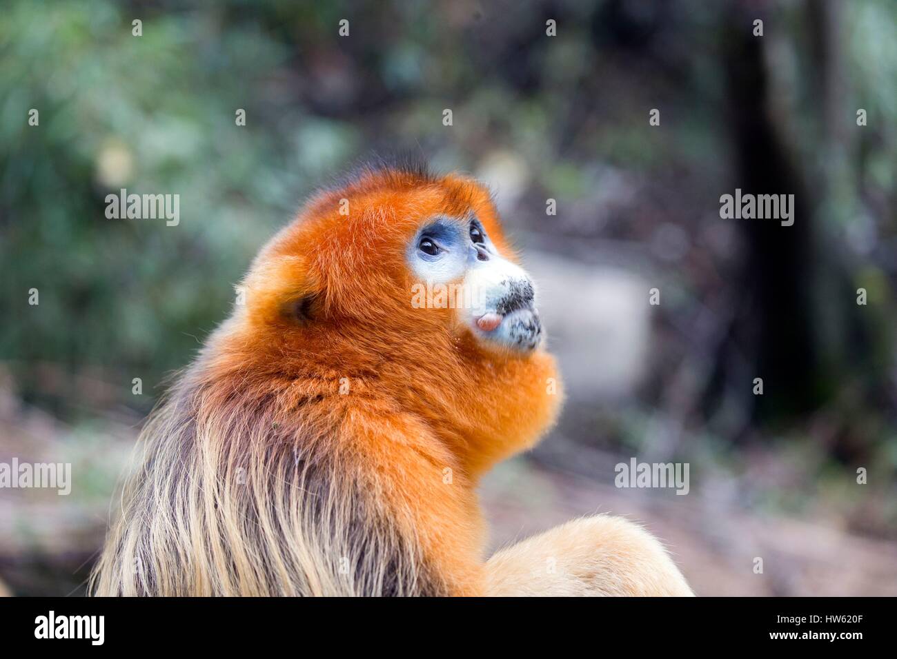 Chine, province du Shaanxi, montagnes Qinling, Golden snub-nosed Rhinopithecus roxellana (singe), mâle adulte Banque D'Images