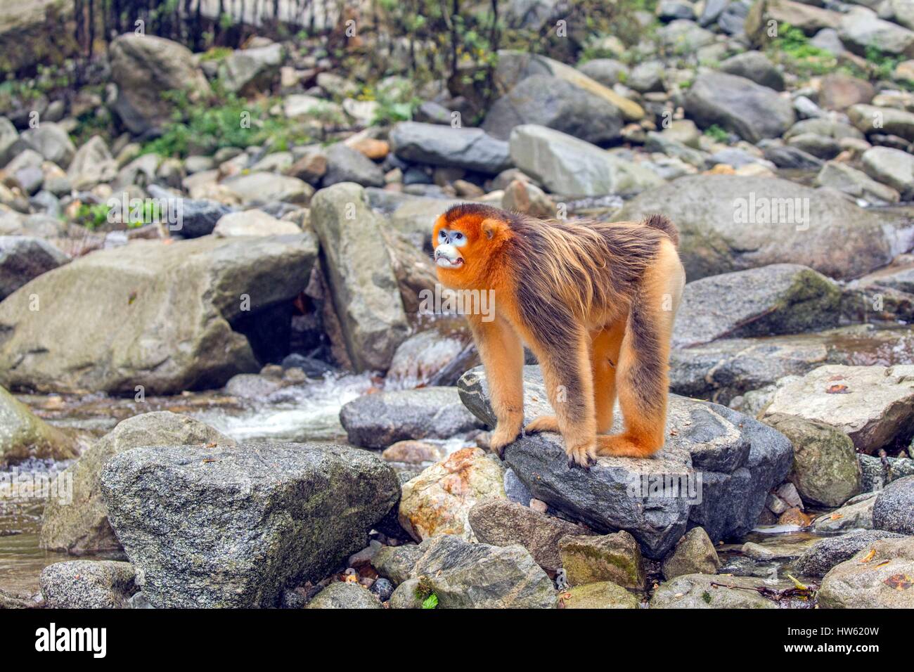 Chine, province du Shaanxi, montagnes Qinling, Golden snub-nosed Rhinopithecus roxellana (singe), mâle adulte Banque D'Images