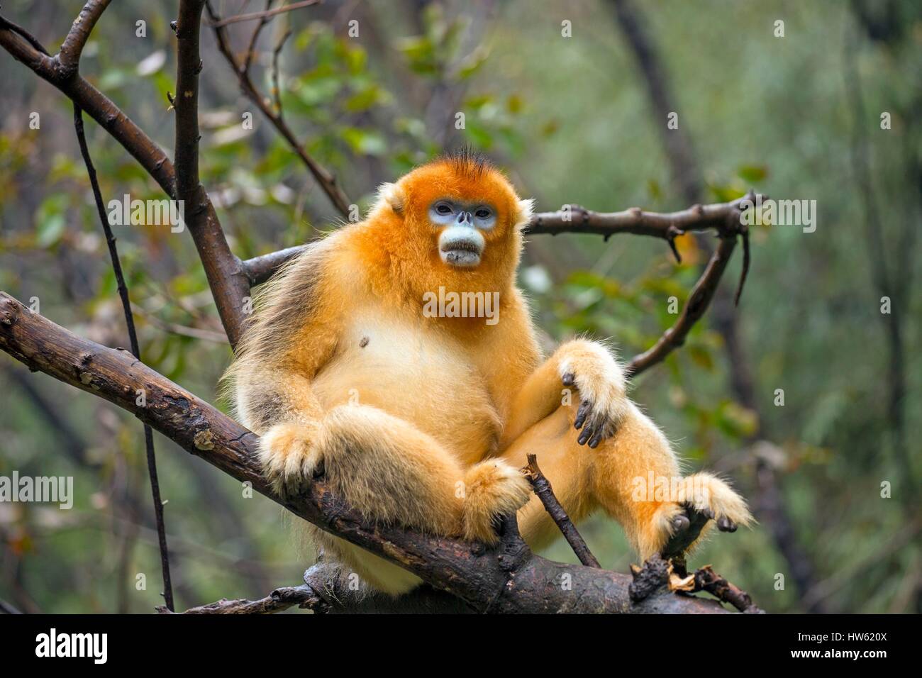 Chine, province du Shaanxi, montagnes Qinling, Golden snub-nosed Rhinopithecus roxellana (singe), mâle adulte Banque D'Images