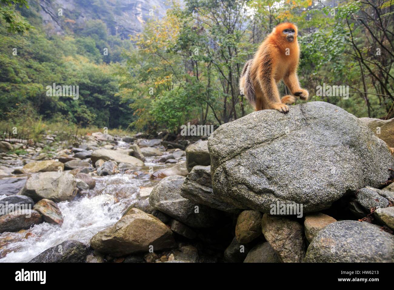 Chine, province du Shaanxi, montagnes Qinling, Golden snub-nosed Rhinopithecus roxellana (singe), près d'une rivière Banque D'Images