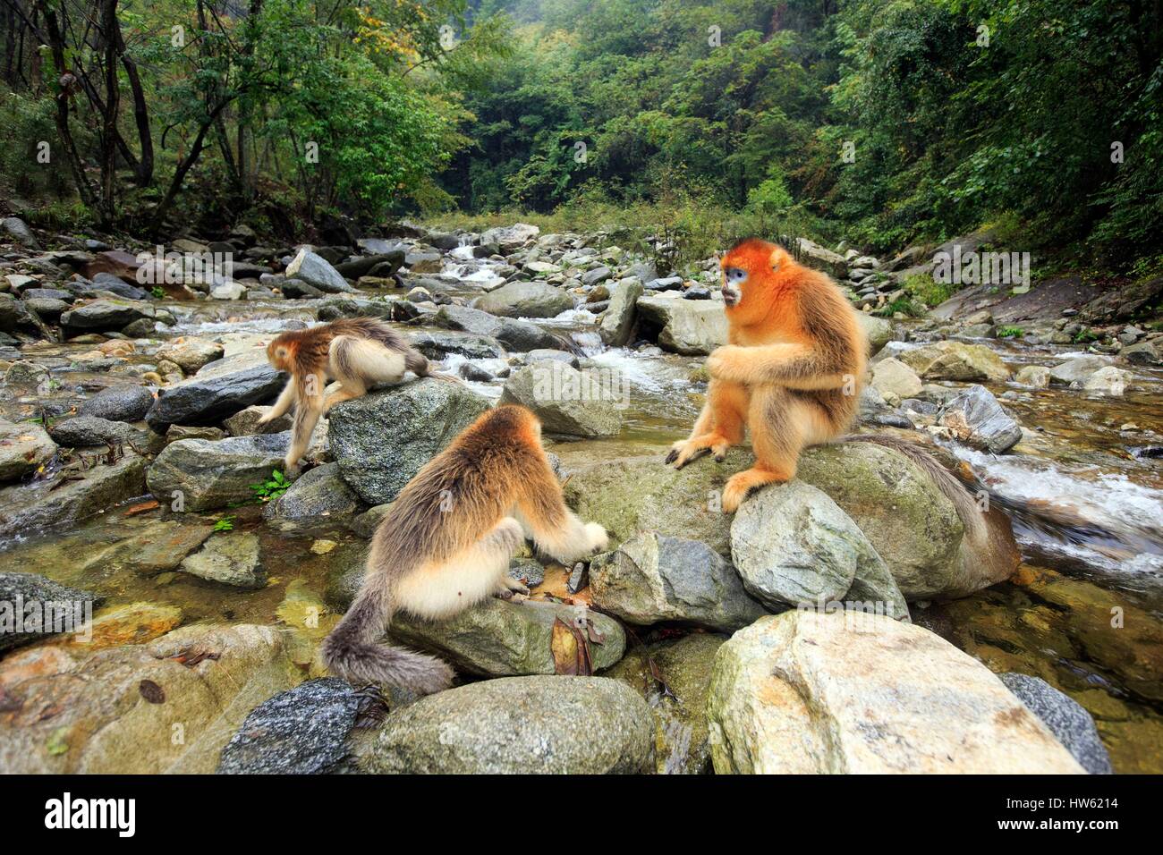 Chine, province du Shaanxi, montagnes Qinling, Golden snub-nosed Rhinopithecus roxellana (singe), près d'une rivière Banque D'Images