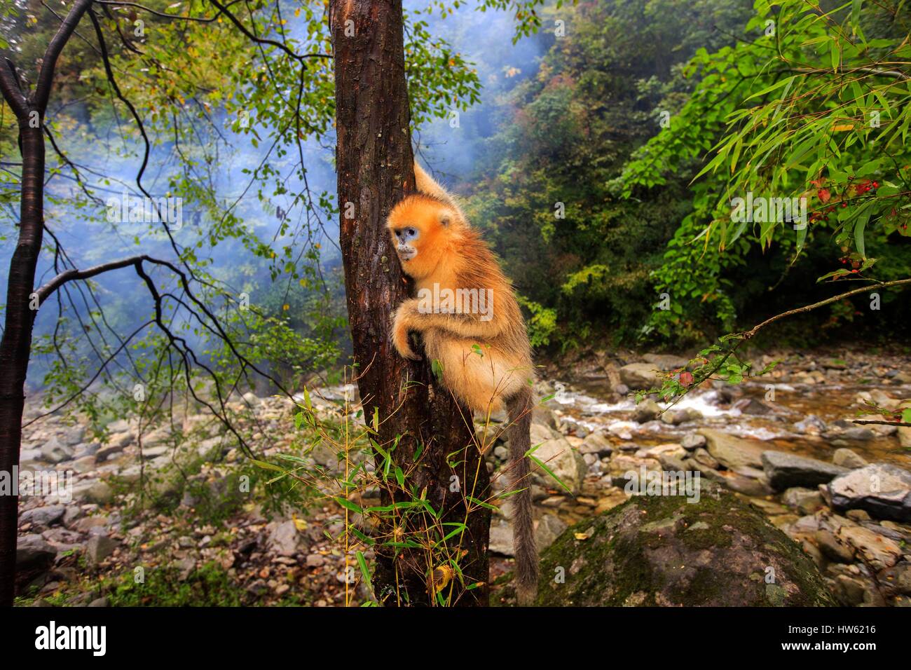 Chine, province du Shaanxi, montagnes Qinling, Golden snub-nosed Rhinopithecus roxellana (singe), dans un arbre Banque D'Images