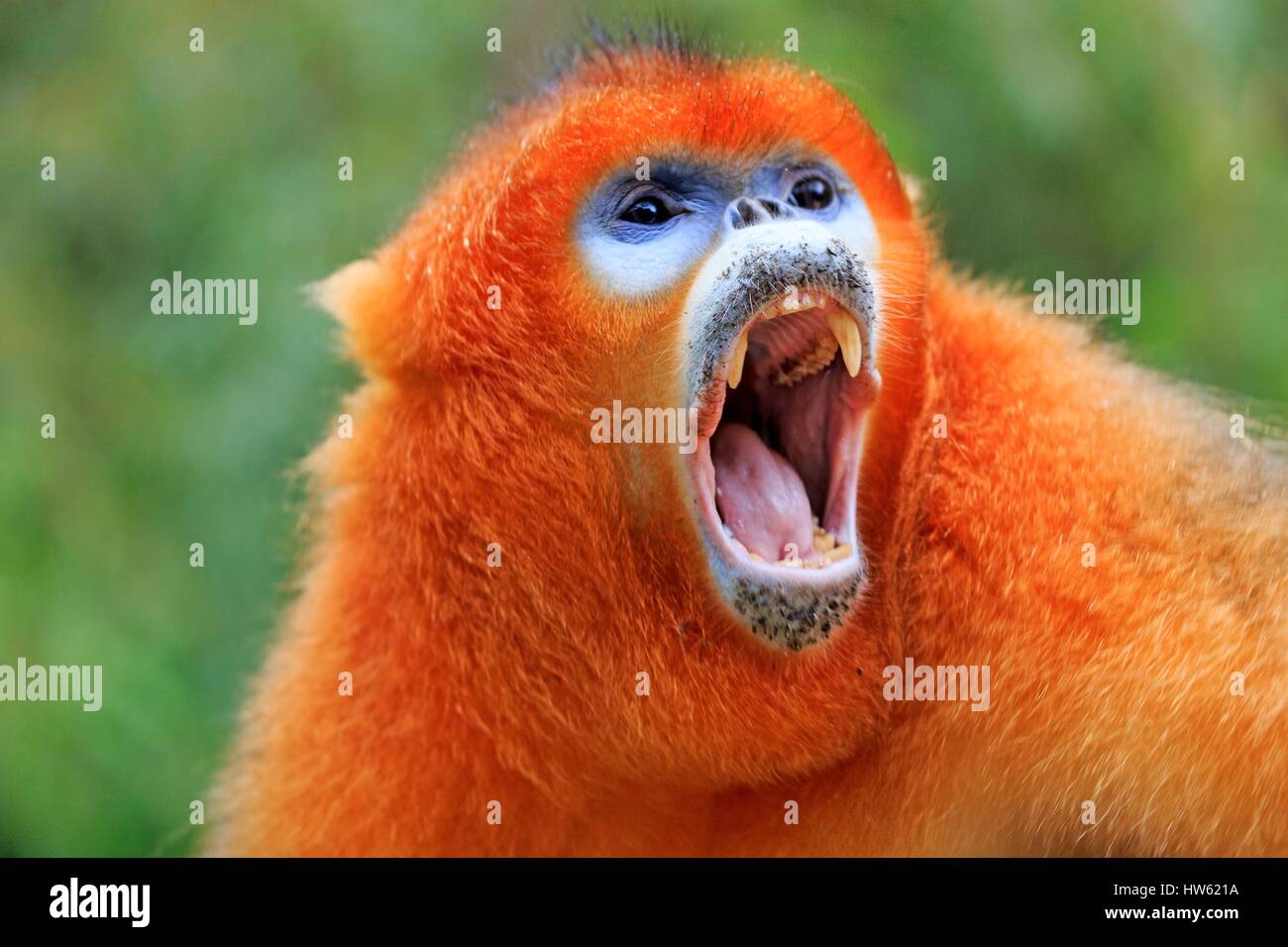 Chine, province du Shaanxi, montagnes Qinling, Golden snub-nosed Rhinopithecus roxellana (singe), mâle adulte Banque D'Images