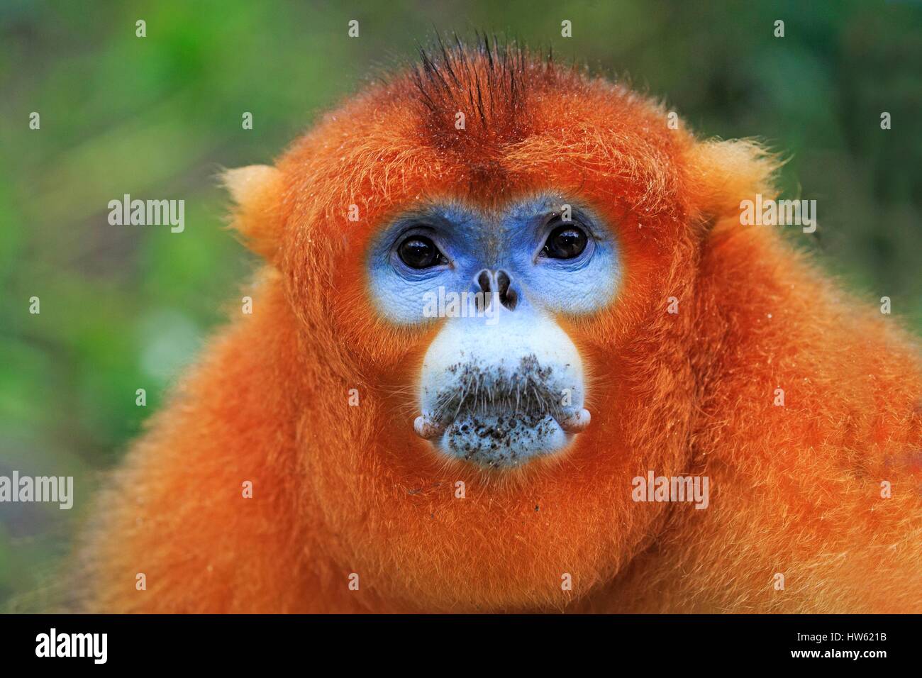 Chine, province du Shaanxi, montagnes Qinling, Golden snub-nosed Rhinopithecus roxellana (singe), mâle adulte Banque D'Images