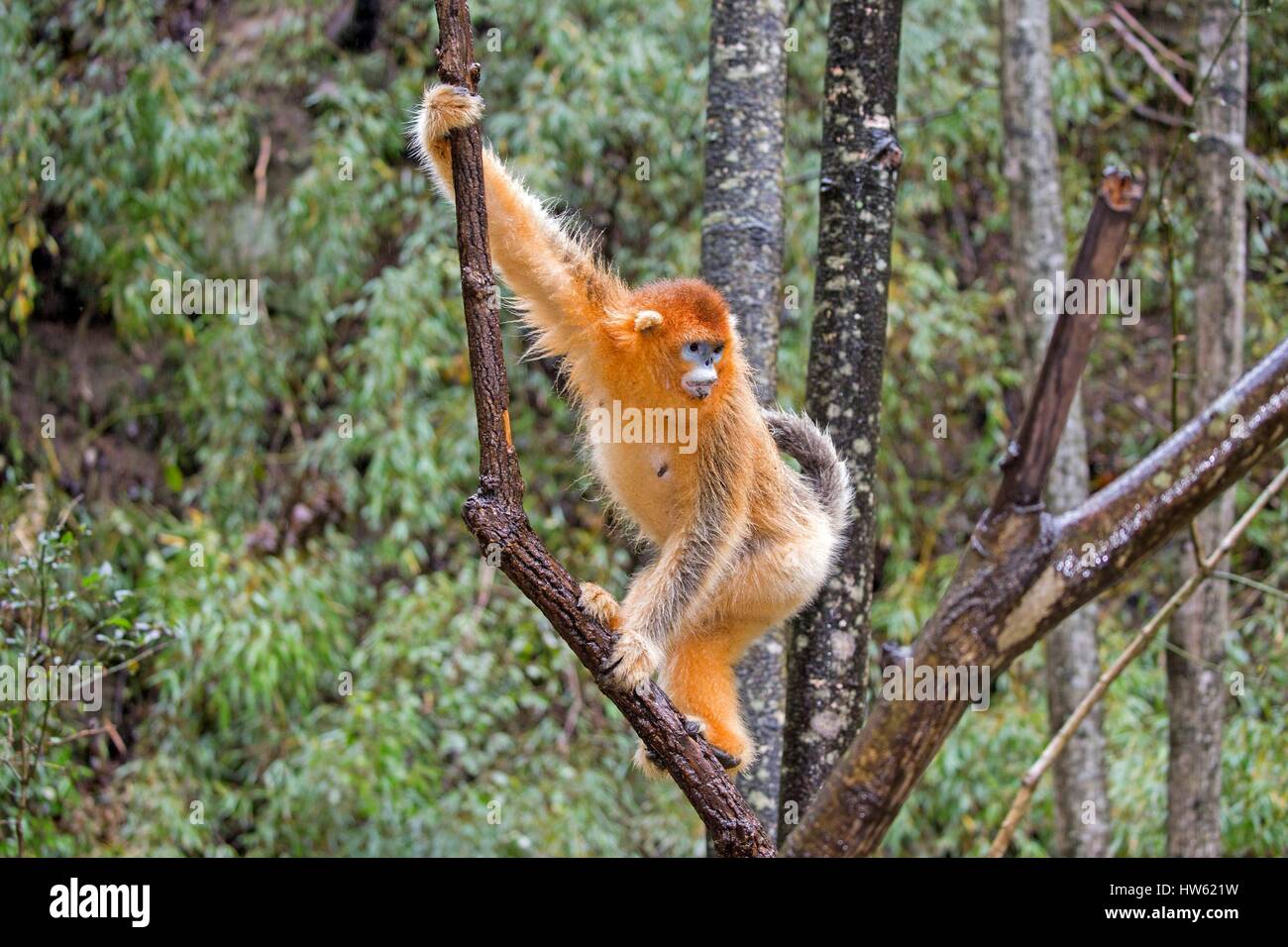 Chine, province du Shaanxi, montagnes Qinling, Golden snub-nosed (Rhinopithecus roxellana singe) Banque D'Images