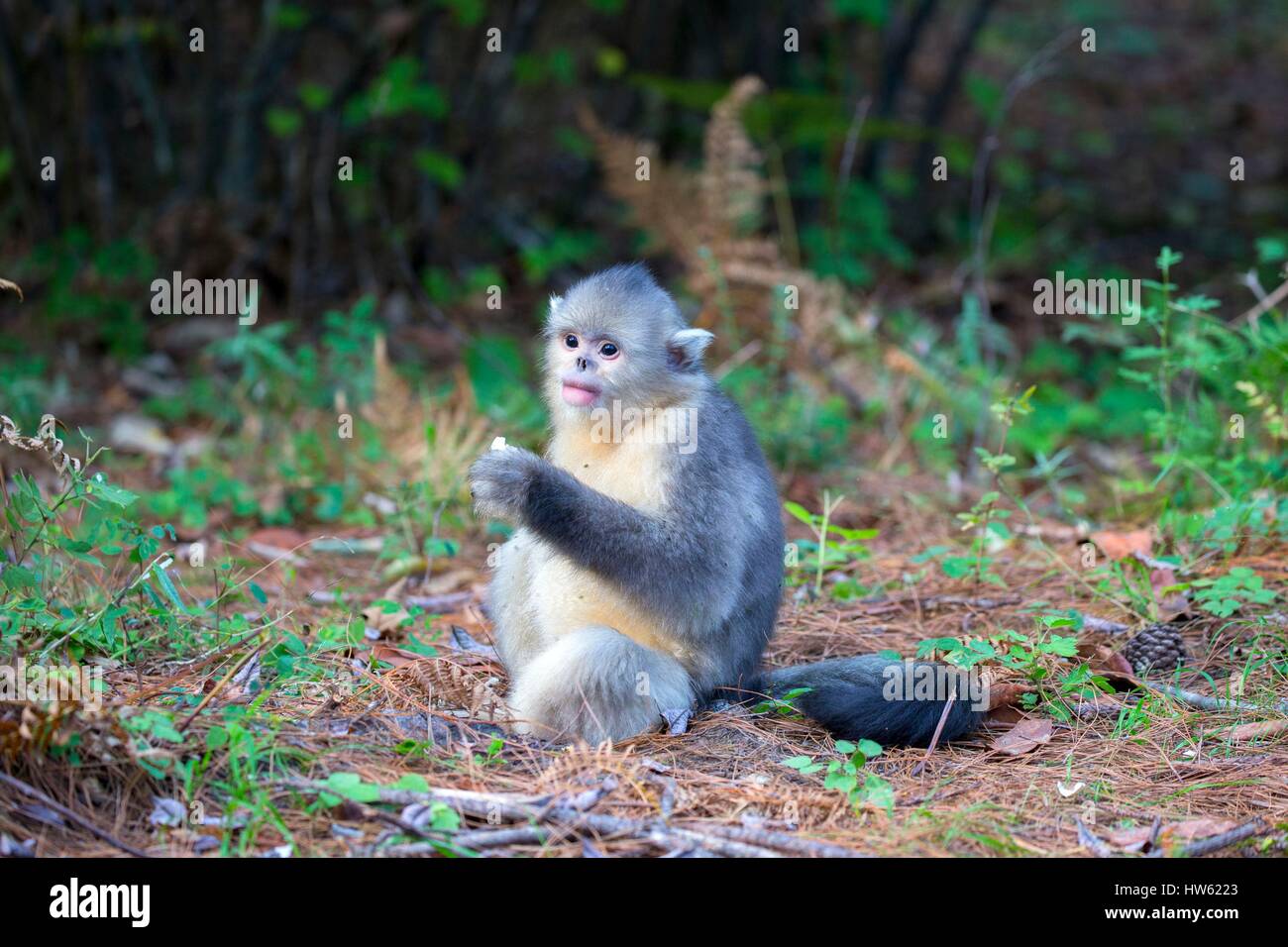 Chine, province du Yunnan, Yunnan snub-nosed Monkey (Rhinopithecus bieti) Banque D'Images