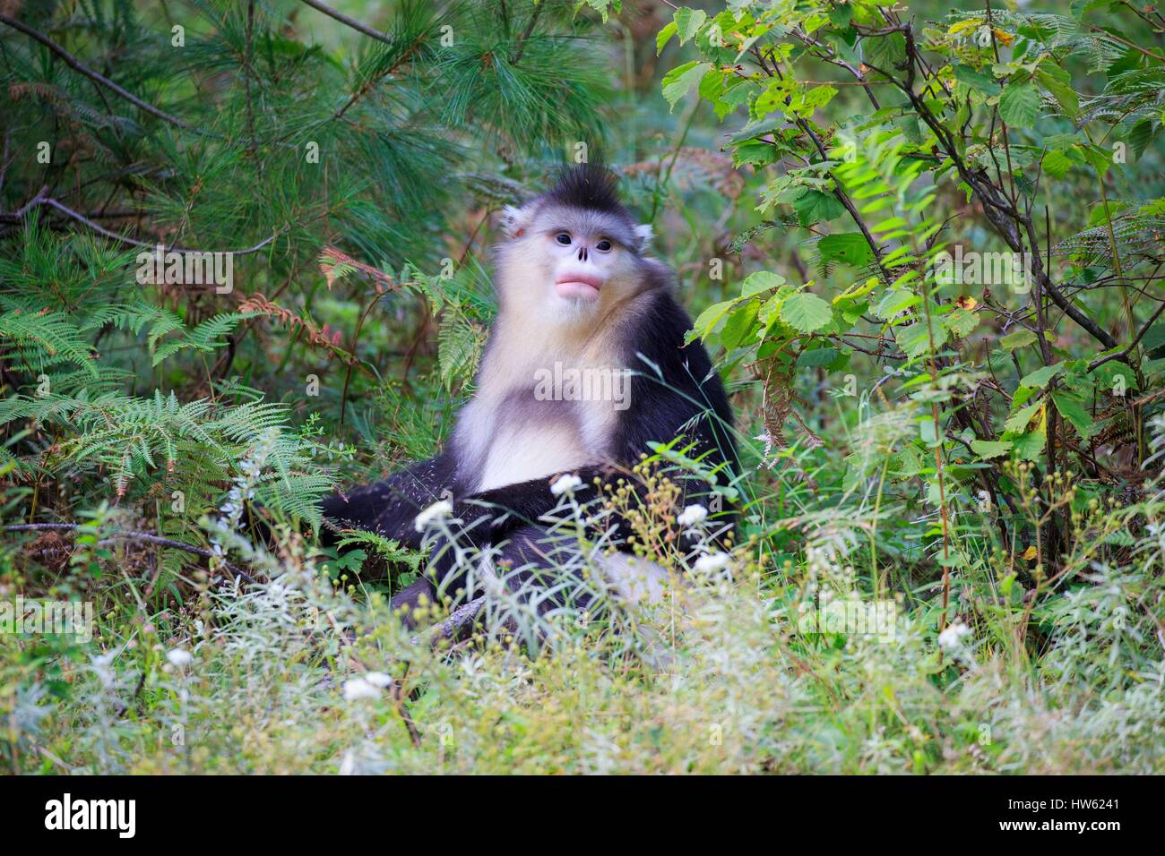 Chine, province du Yunnan, Yunnan snub-nosed Monkey (Rhinopithecus bieti) Banque D'Images