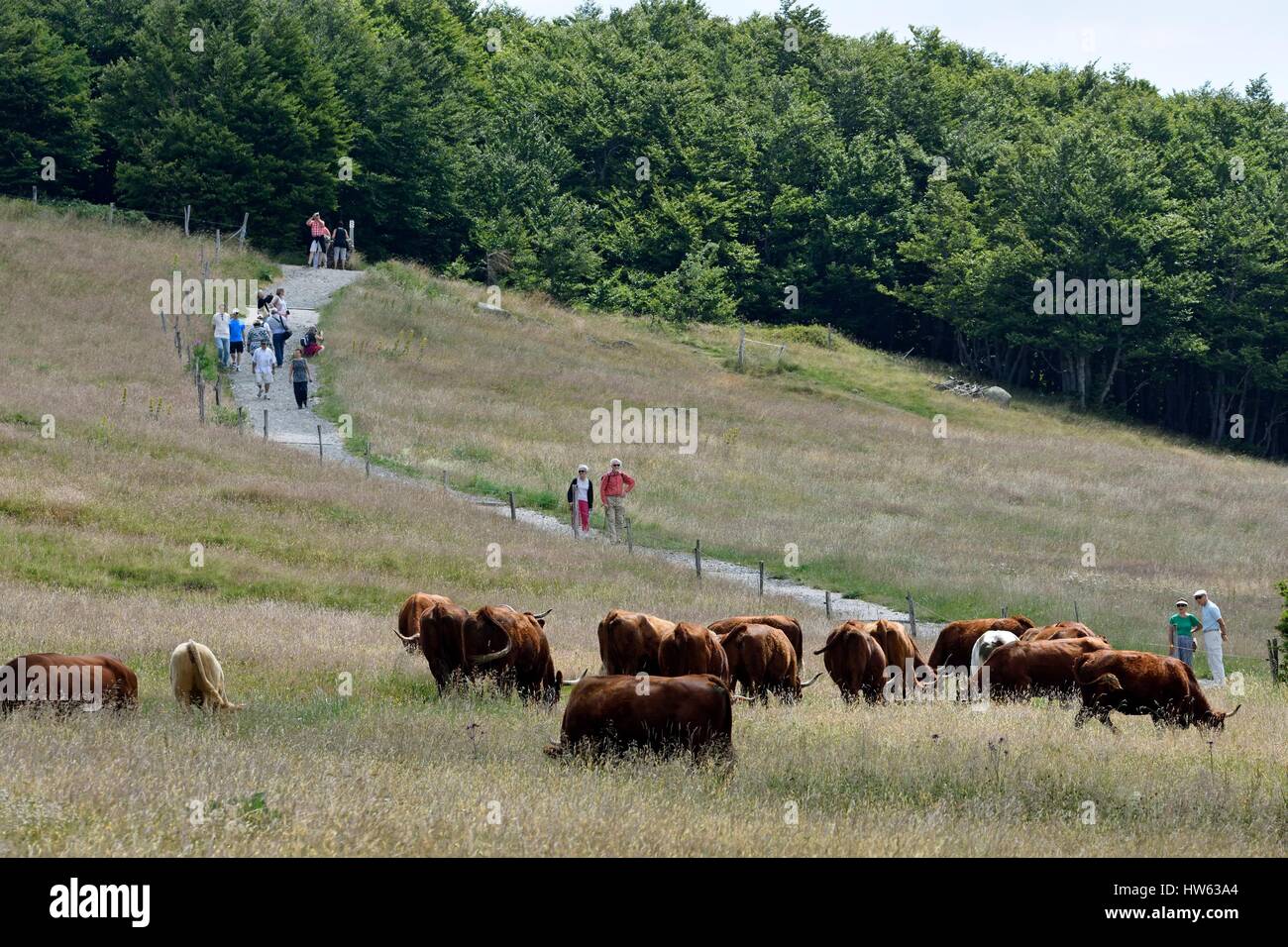 La France, Territoire de Belfort, les Vosges, l'Alsace ball, Salers Cows grazing et touristes marcher sur un sentier ammenage Banque D'Images