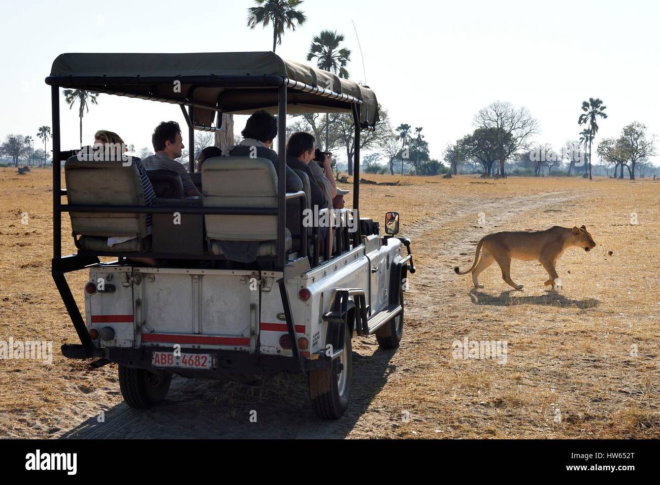 Le Zimbabwe, département, parc national de Hwange, touristes dans un quatre-roues motrices regarder un lion (Panthera leo) Banque D'Images
