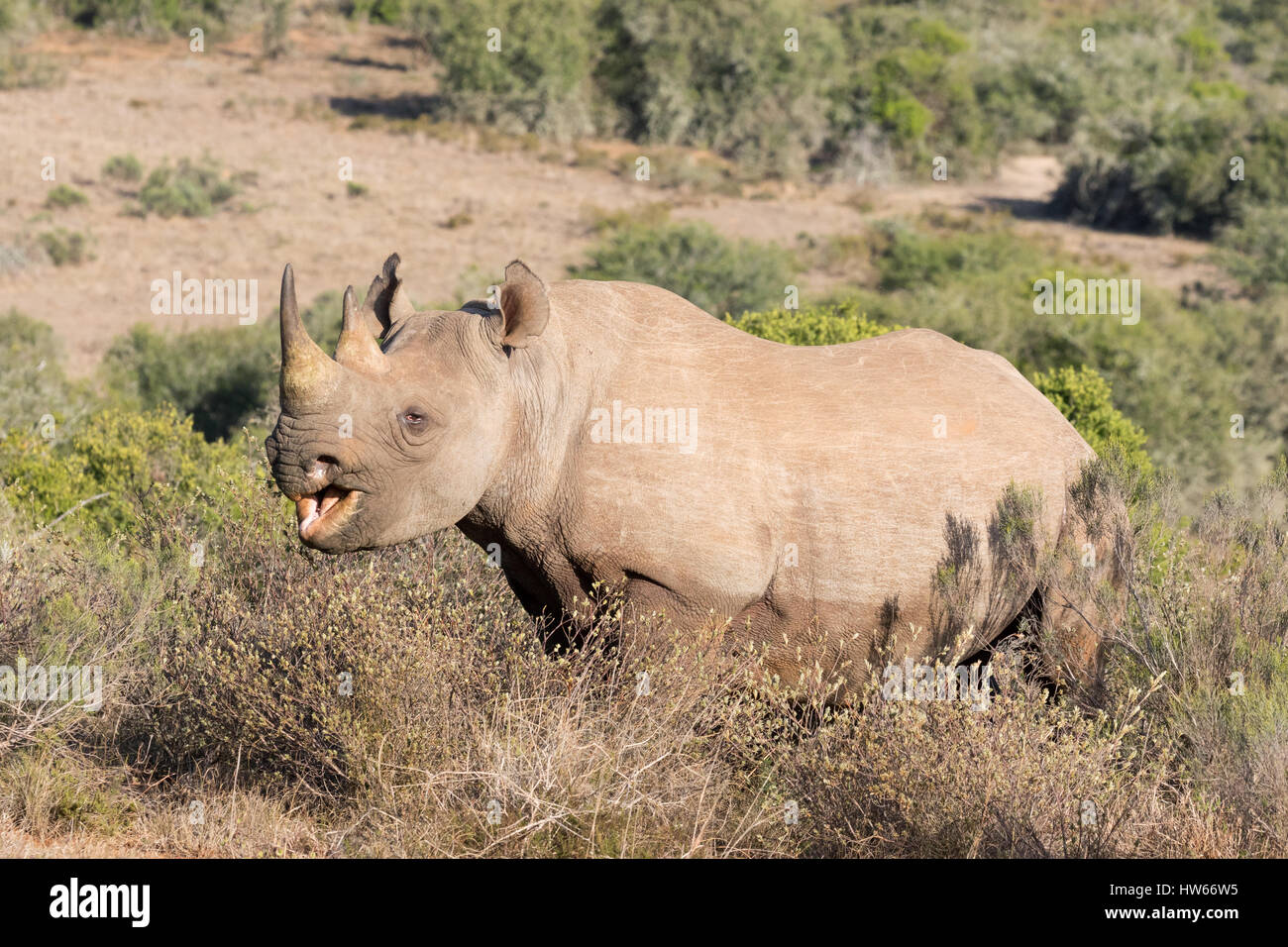 Rhinocéros noir Diceros bicornis, adultes, à l'état sauvage, en vue de côté, Afrique du Sud Banque D'Images Rhinocéros noir Diceros bicornis, adultes, à l'état sauvage, en vue de côté, Afrique du Sud Banque D'Images