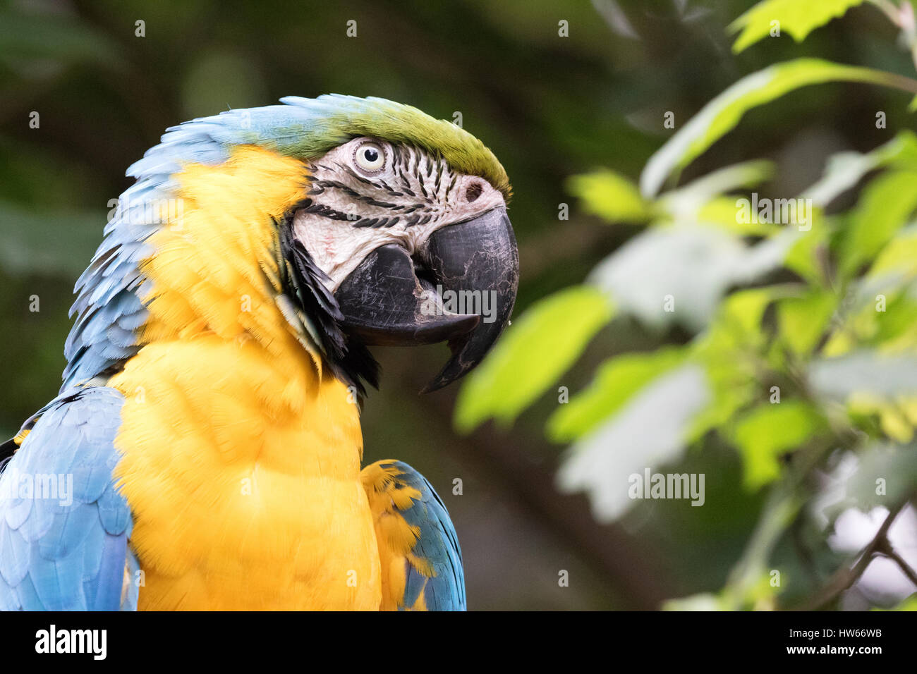 Ara bleu et jaune, ou de l'ara bleu et or, Ara ararauna, un oiseau indigène de l'Amérique du Sud Banque D'Images Ara bleu et jaune, ou de l'ara bleu et or, Ara ararauna, un oiseau indigène de l'Amérique du Sud Banque D'Images