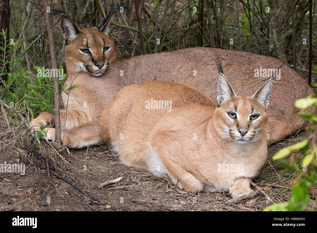 Paire Caracal, Afrique du Sud, Afrique, ( Caracal caracal ), Afrique du Sud Banque D'Images