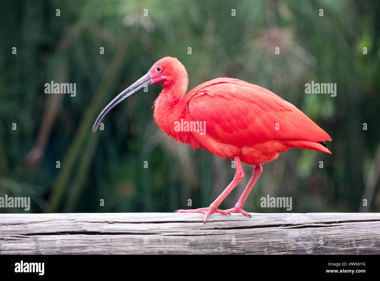 Ibis rouge, d'oiseaux adultes, vue latérale, Eudocimus ruber, un ibis colorés d'Amérique du Sud Banque D'Images