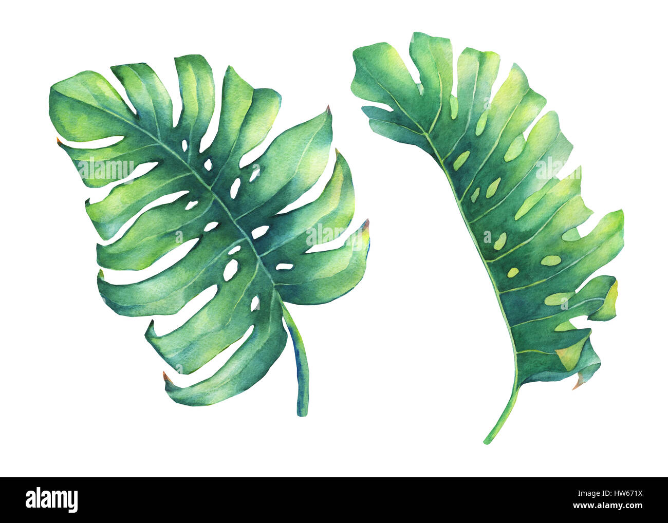 Ensemble de grandes feuilles vert tropical de Monstera plante. La main de l'aquarelle sur fond blanc. Banque D'Images